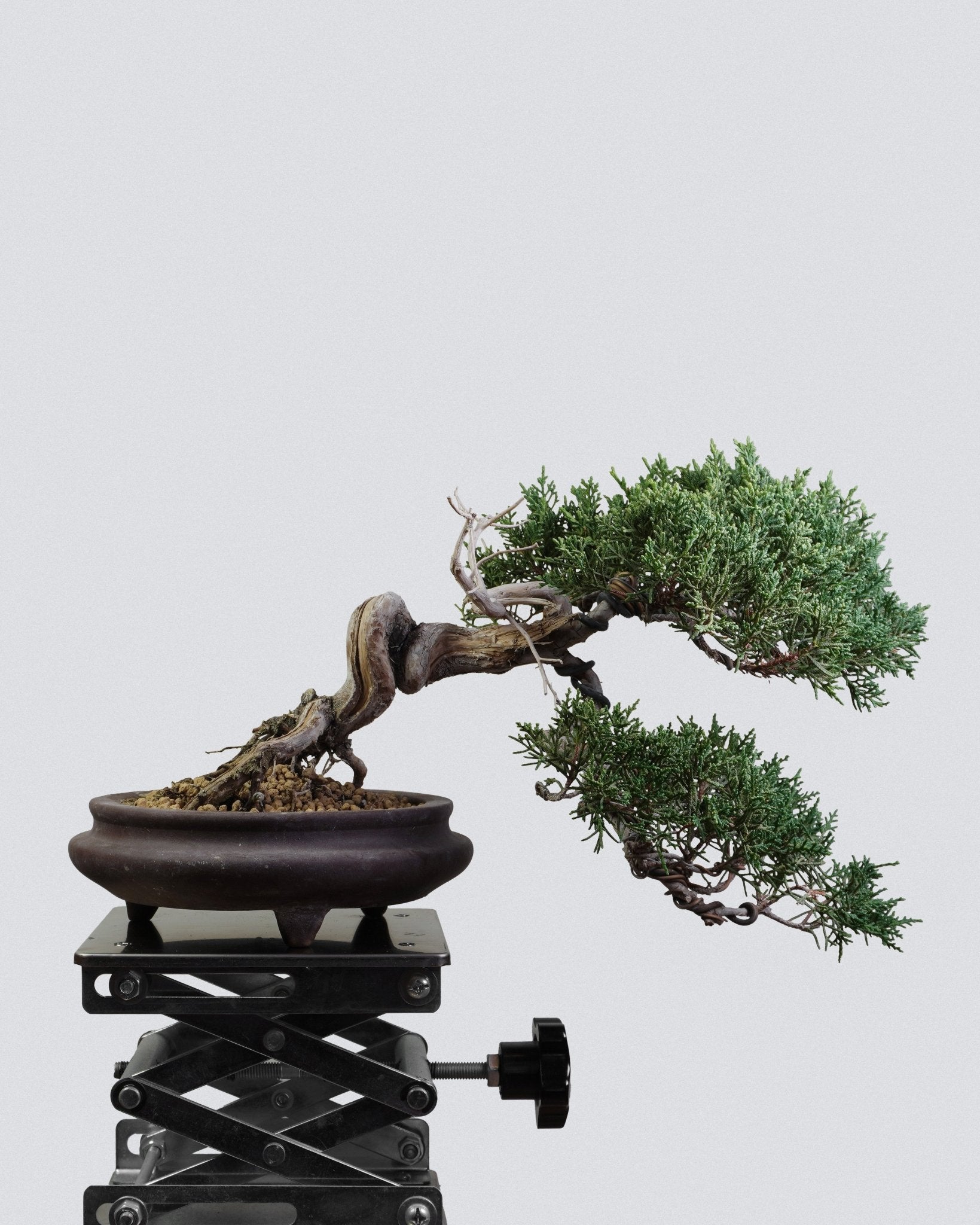 Itoigawa Juniper - Bonso