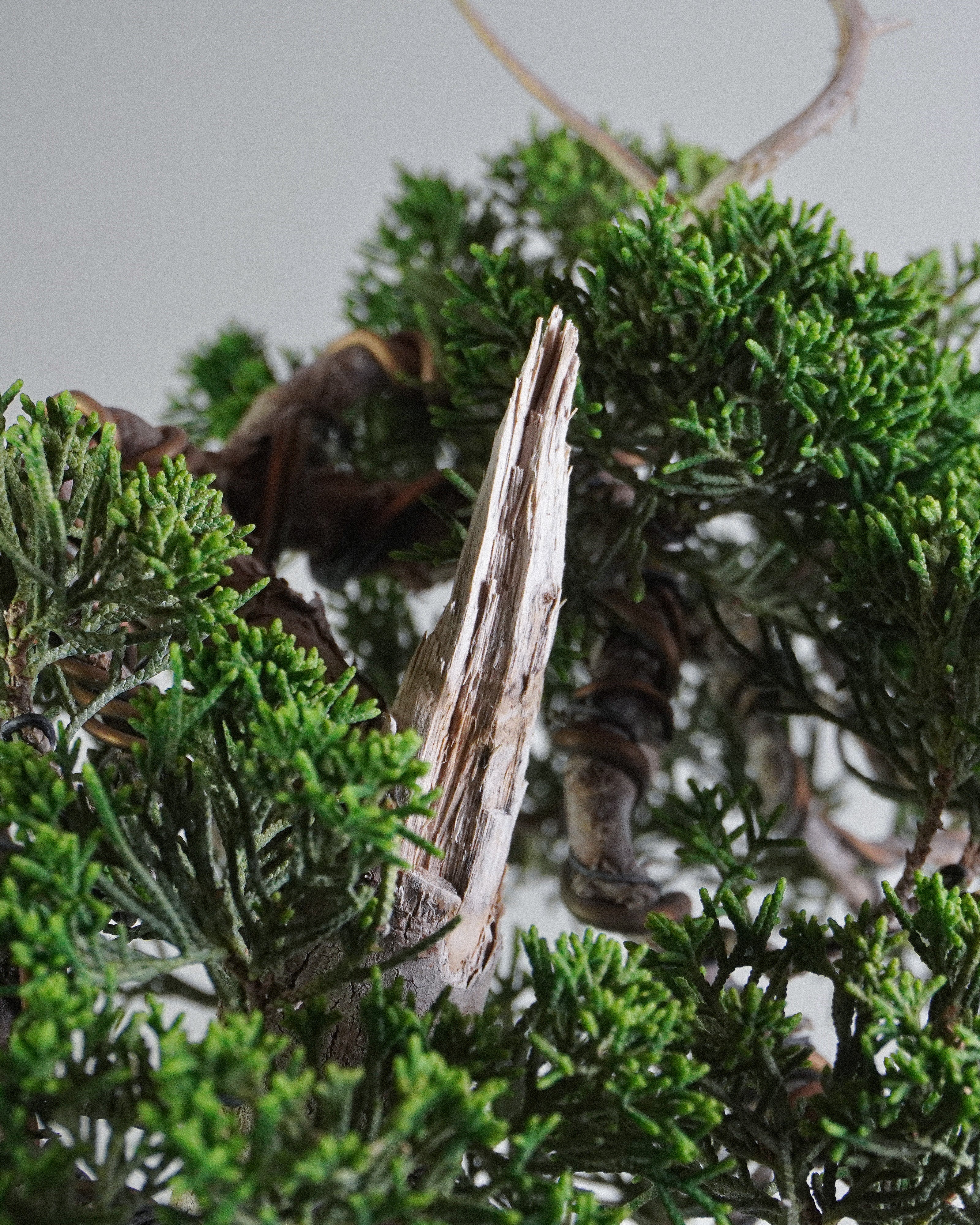 系魚川真柏 Itoigawa Shimpaku Juniper Bonsai 翠綠鱗葉與白色舍利干細節特寫 盆景香港室內植物