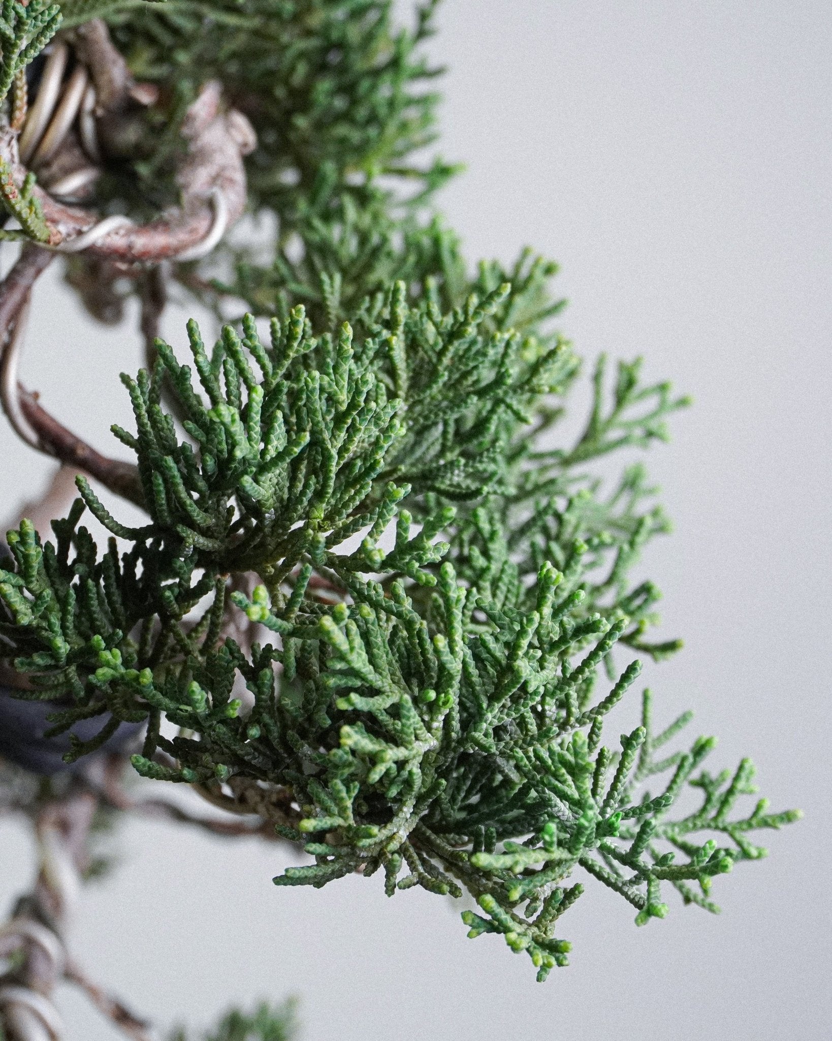 系魚川真柏 Itoigawa Shimpaku Juniper 翠綠細密鱗葉頂部特寫 盆栽香港辦公室植物