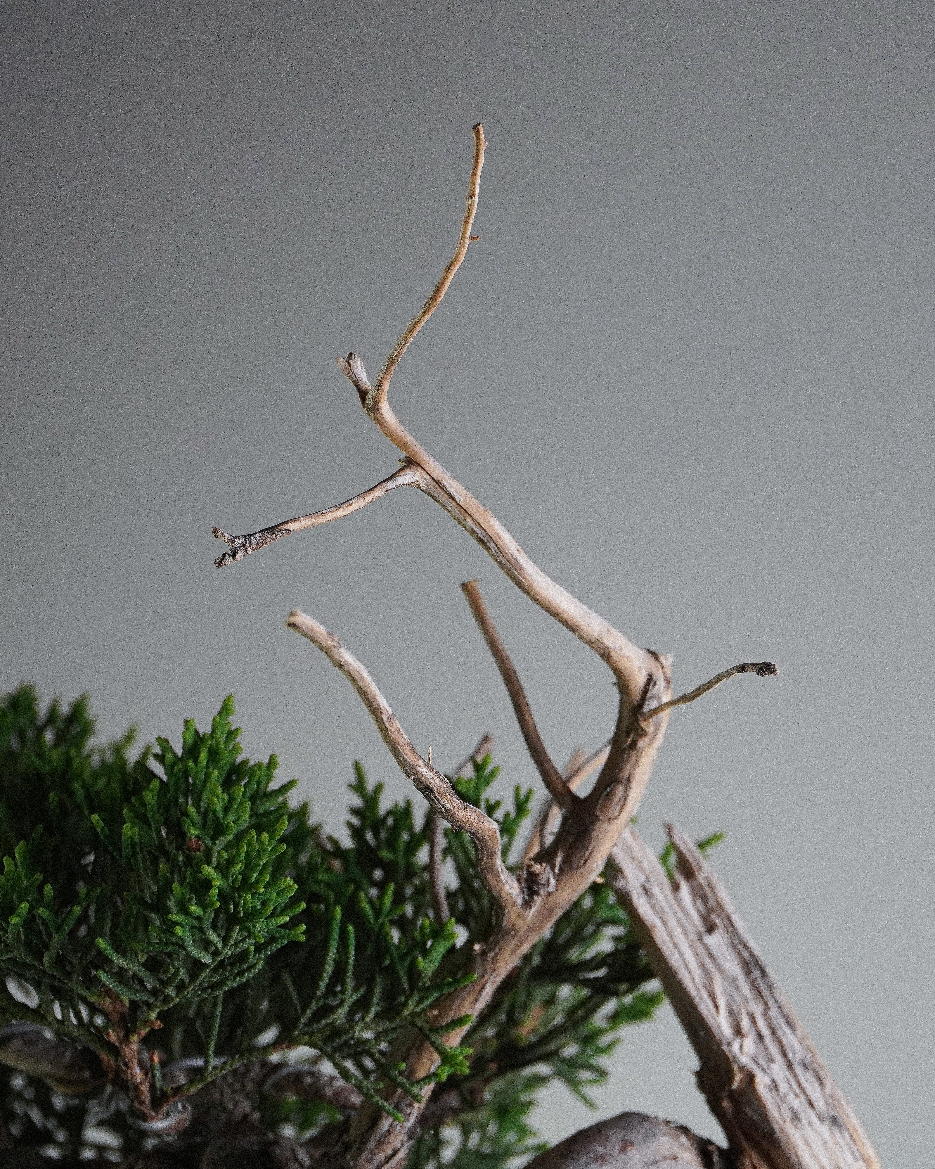 系魚川真柏 Itoigawa Shimpaku Juniper Bonsai 頂部向上伸延白色神枝特寫 盆栽香港辦公室植物