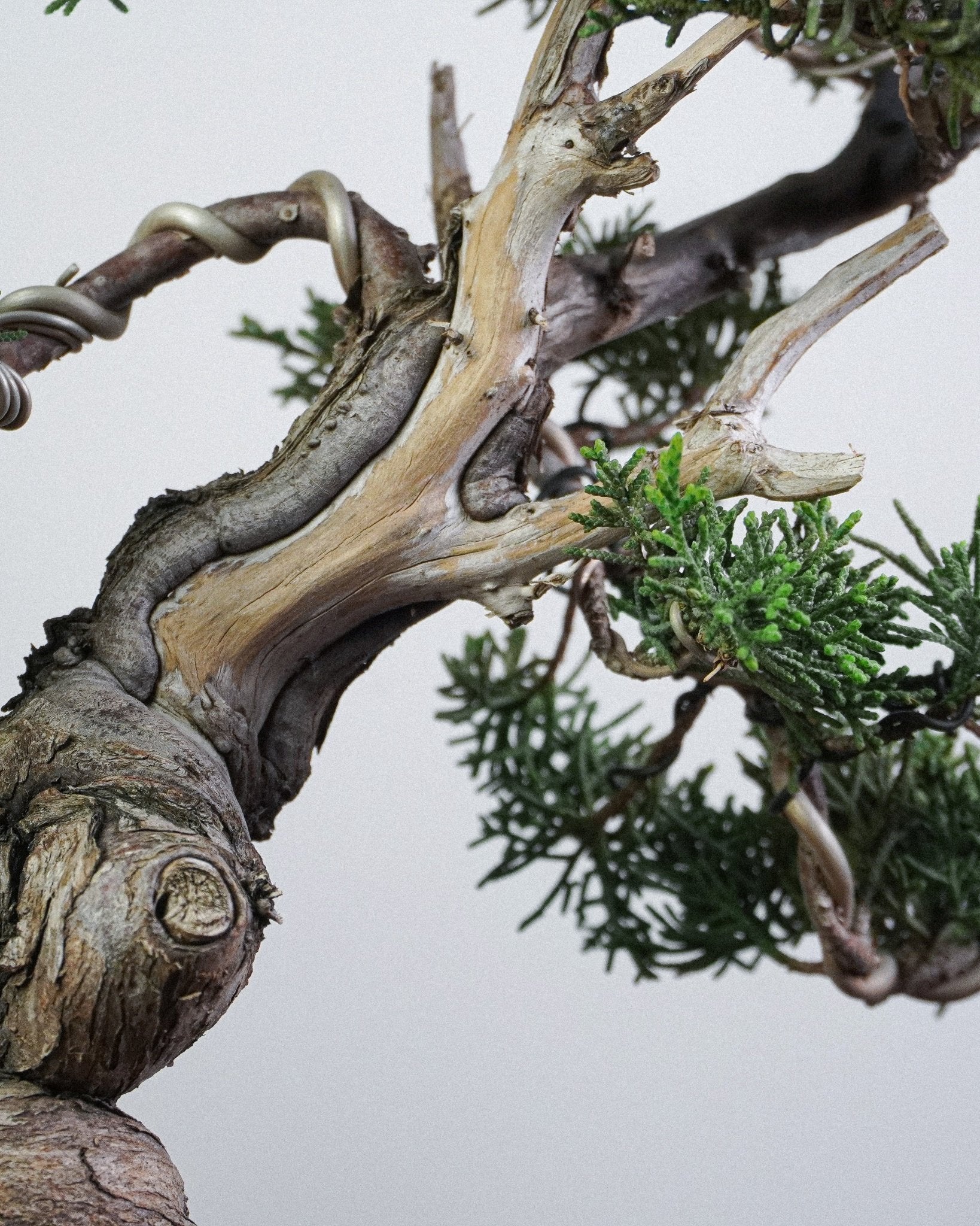 系魚川真柏 Itoigawa Shimpaku Juniper 樹幹舍利干與神枝枯榮細節 盆栽香港辦公室植物