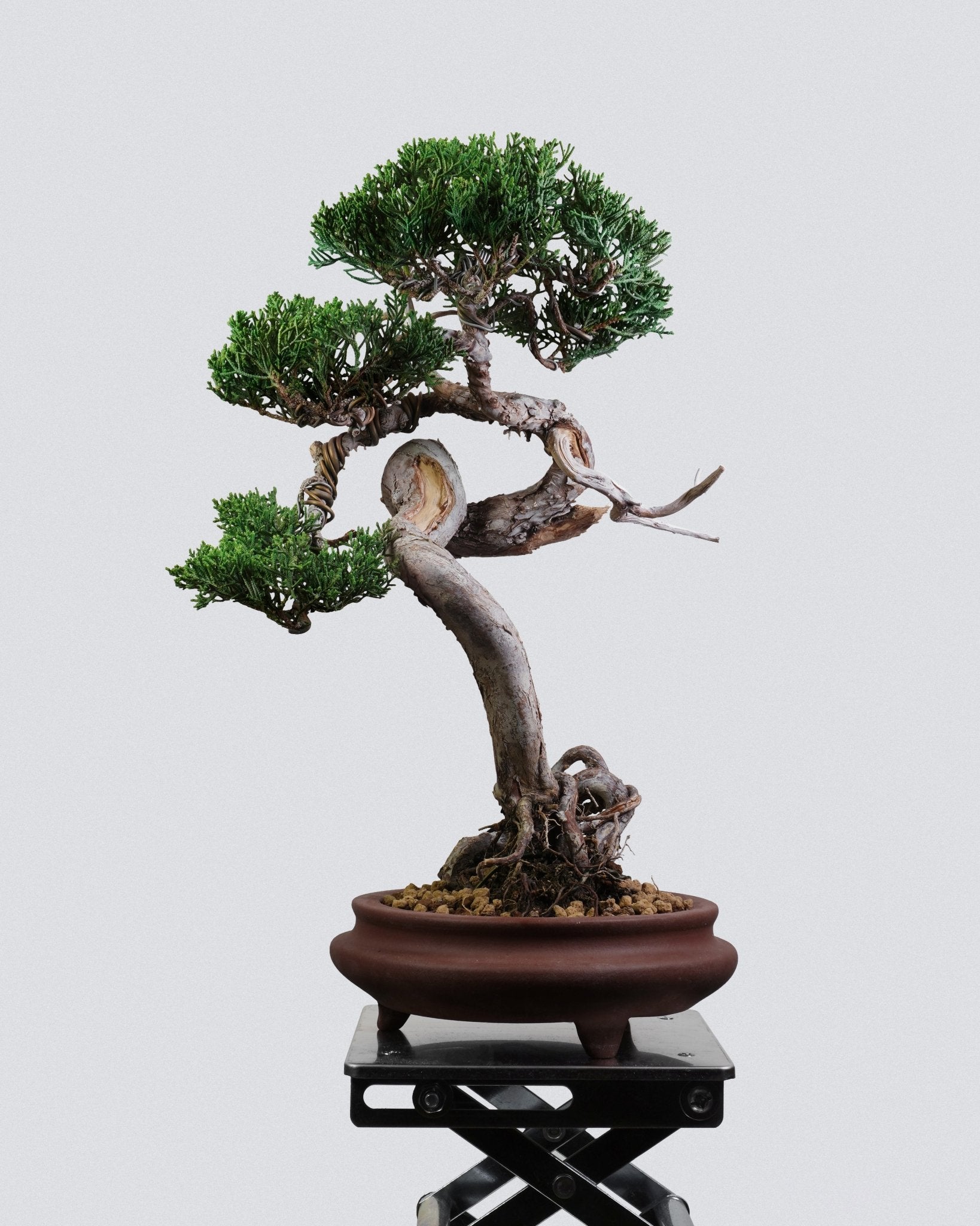 系魚川真柏 Itoigawa Shimpaku Juniper 大曲扭幹造型配圓形紫泥盆 盆景香港