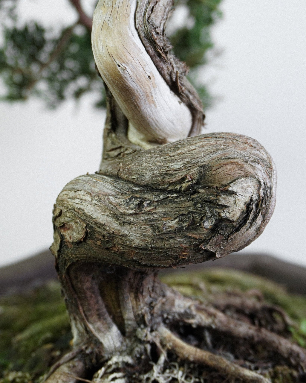 系魚川真柏 Itoigawa Juniper Bonsai 樹根盤根與扭幹底部細節 盆景藝術