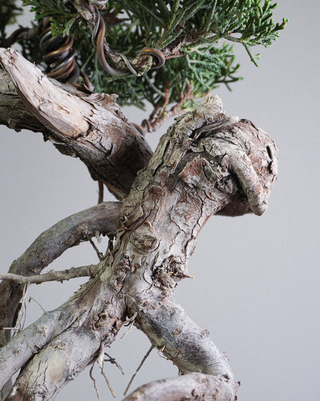 系魚川真柏 Itoigawa Shimpaku Juniper 提根根幹紋理與舍利干細節 室內綠植