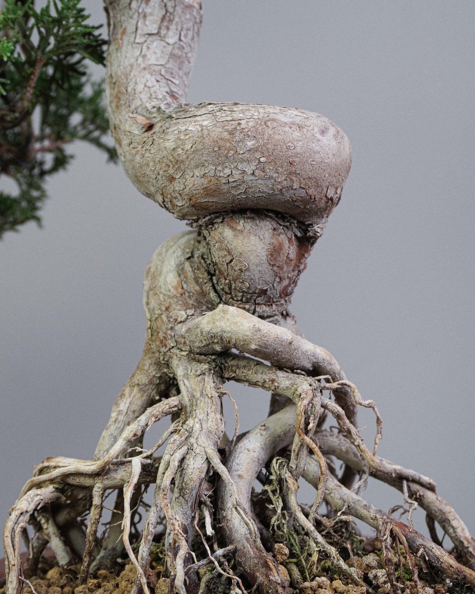 Itoigawa Juniper - Bonso
