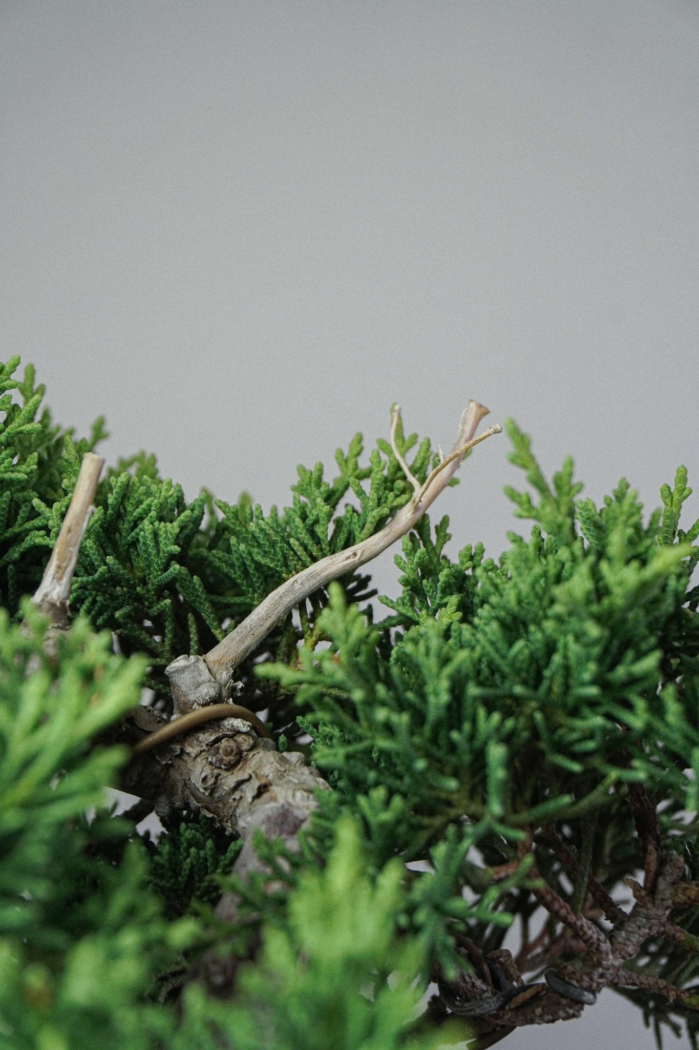 Itoigawa Juniper - Bonso