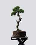Itoigawa Juniper