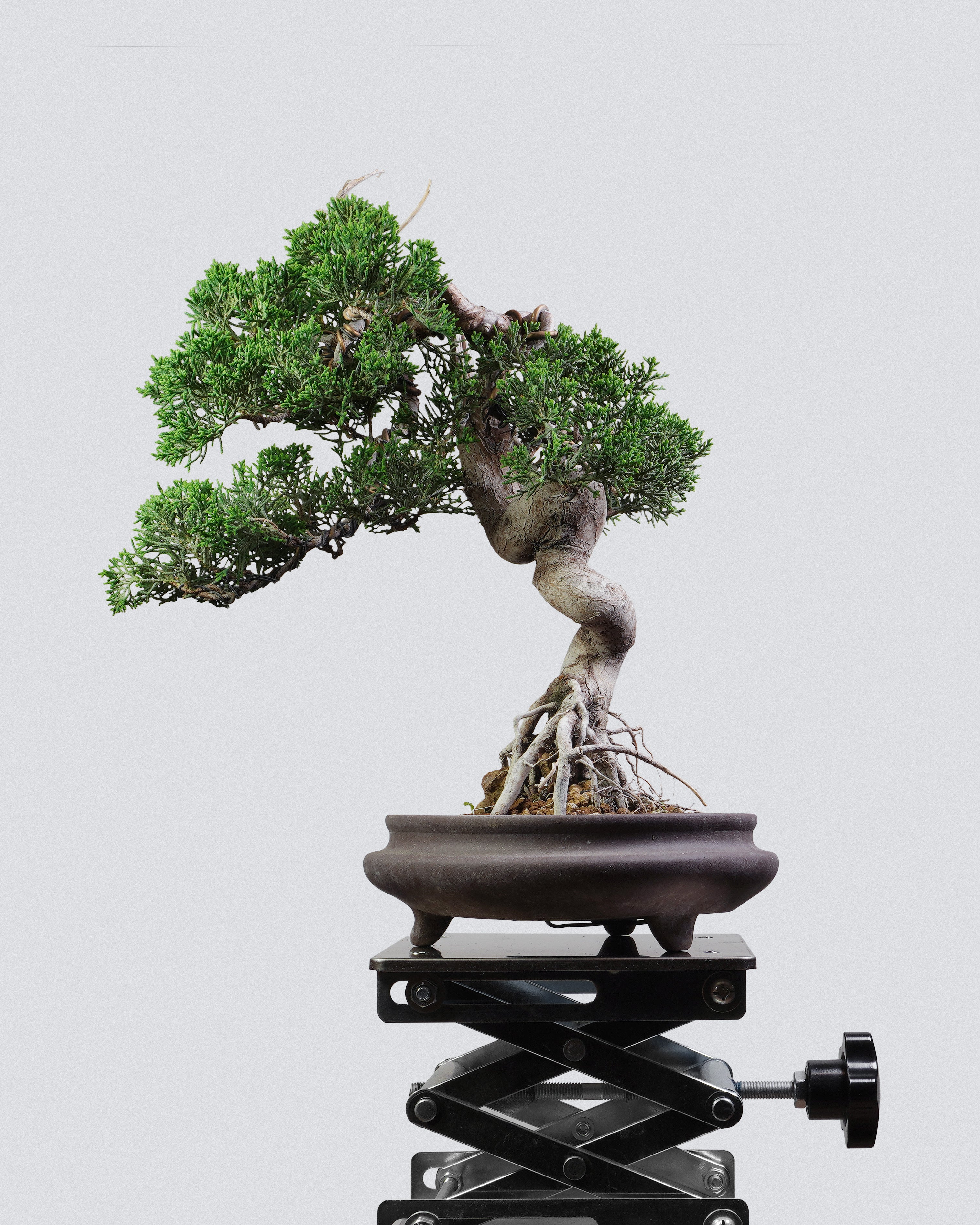 系魚川真柏 Itoigawa Shimpaku Juniper Bonsai 蒼勁樹冠與空間層次展示 盆景香港室內植物