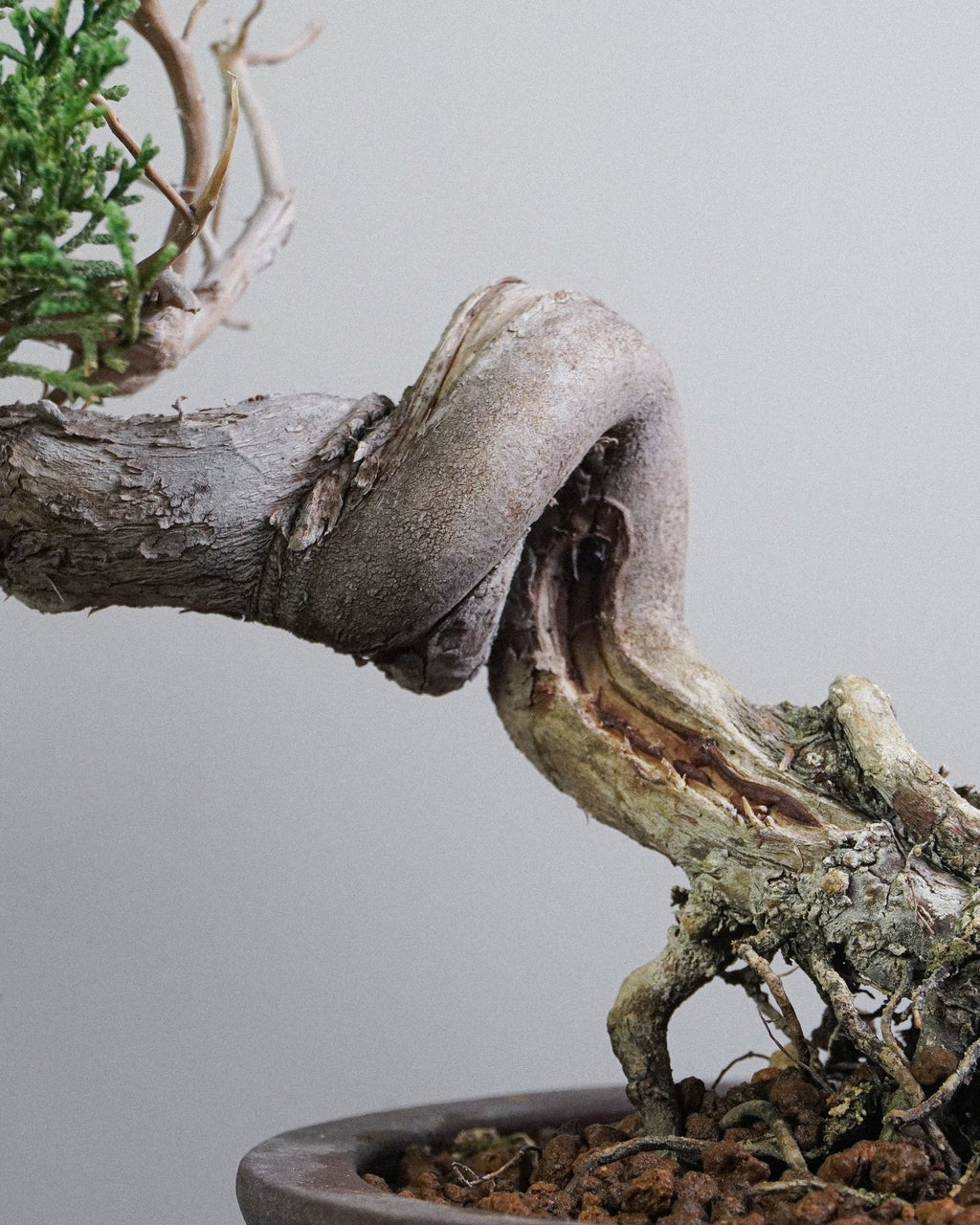 Itoigawa Juniper - Bonso