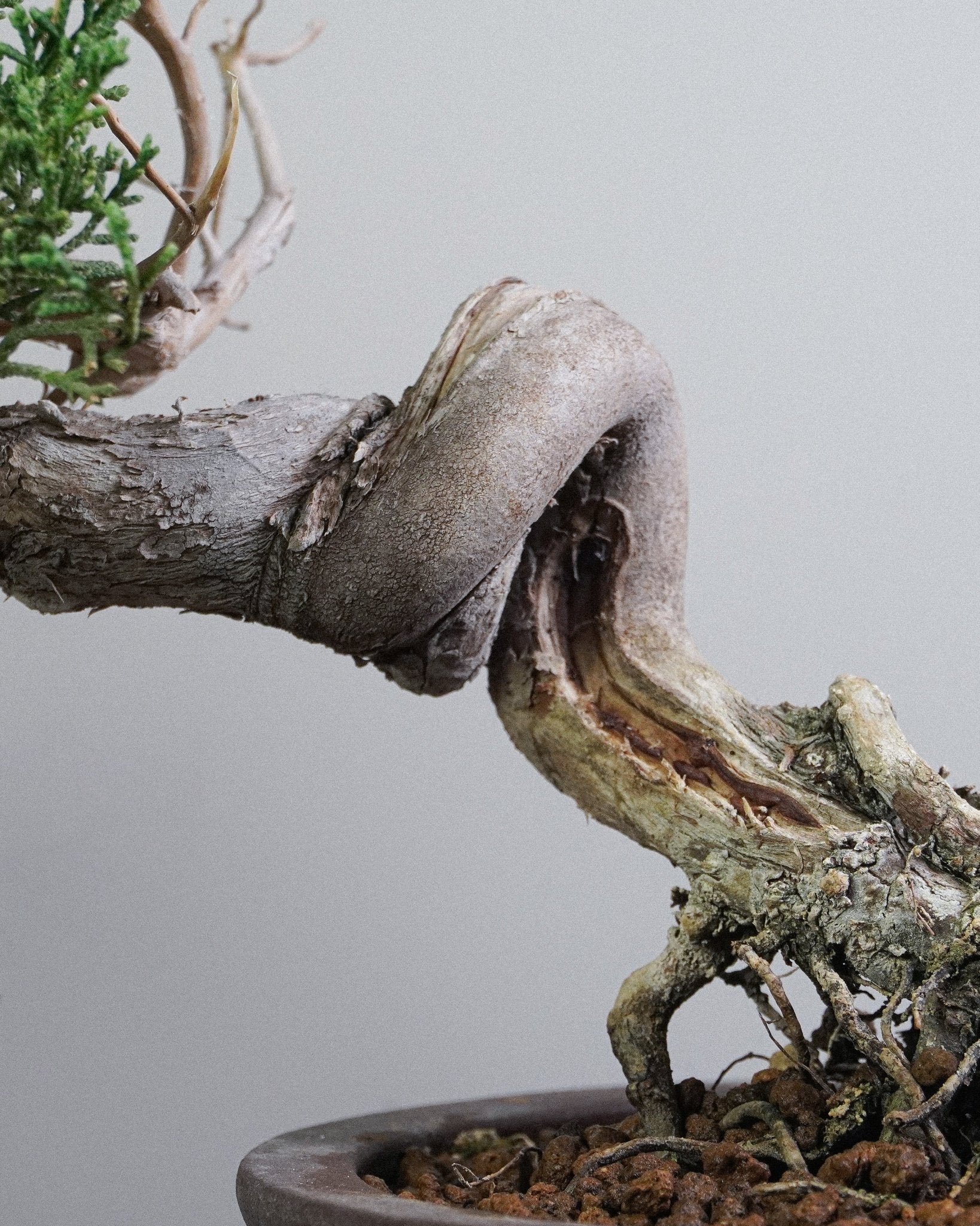 Itoigawa Juniper - Bonso