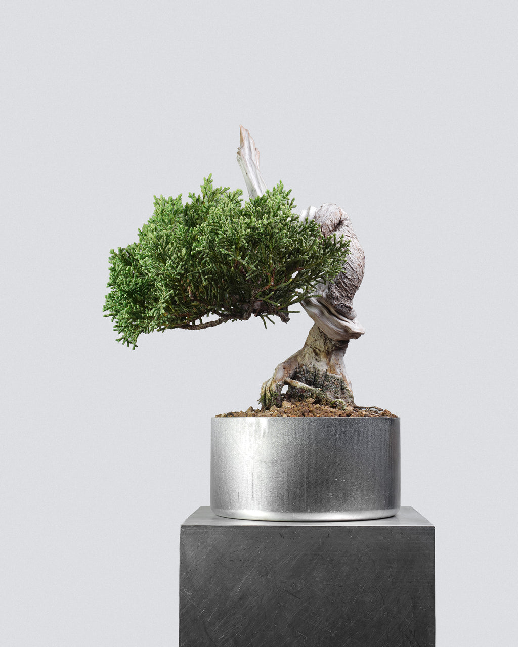 Itoigawa Juniper 142