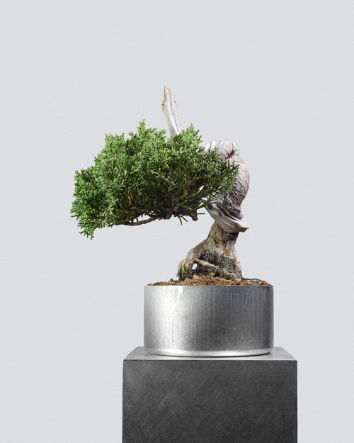 Itoigawa Juniper 142