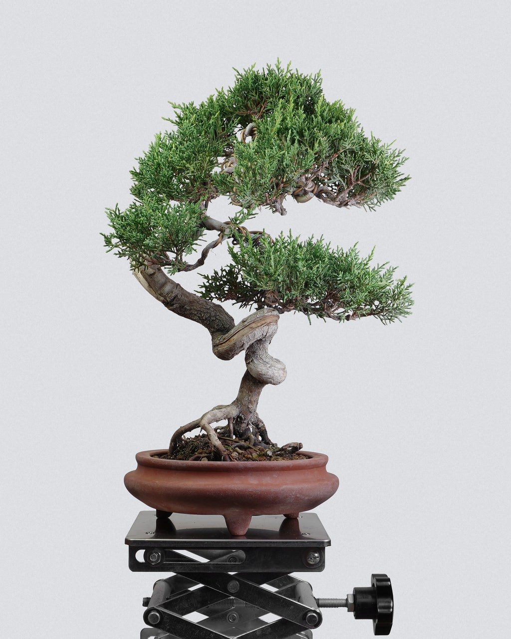 Itoigawa Juniper