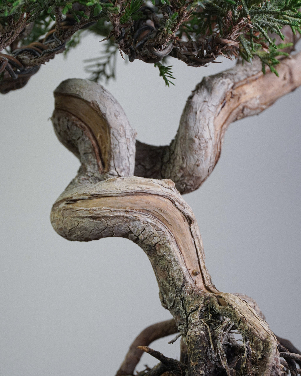 Itoigawa Juniper