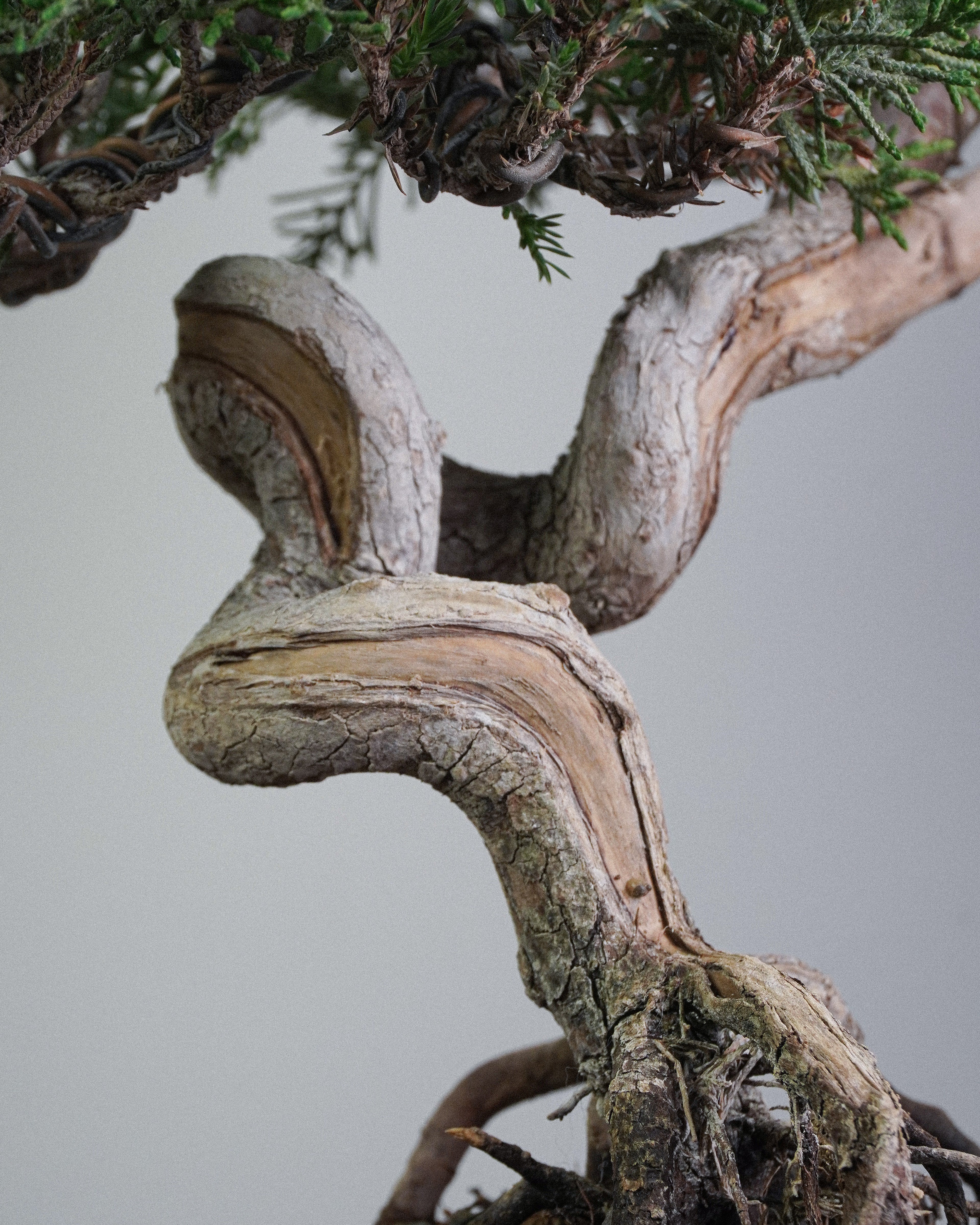Itoigawa Juniper