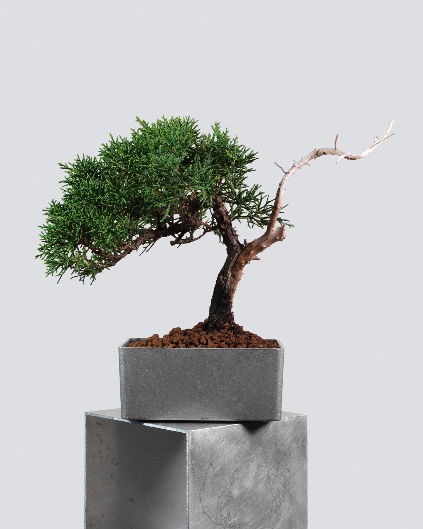 系魚川真柏 Itoigawa Shimpaku Juniper 向右飄伸神枝造型配灰色方盆 迷你小品盆景香港