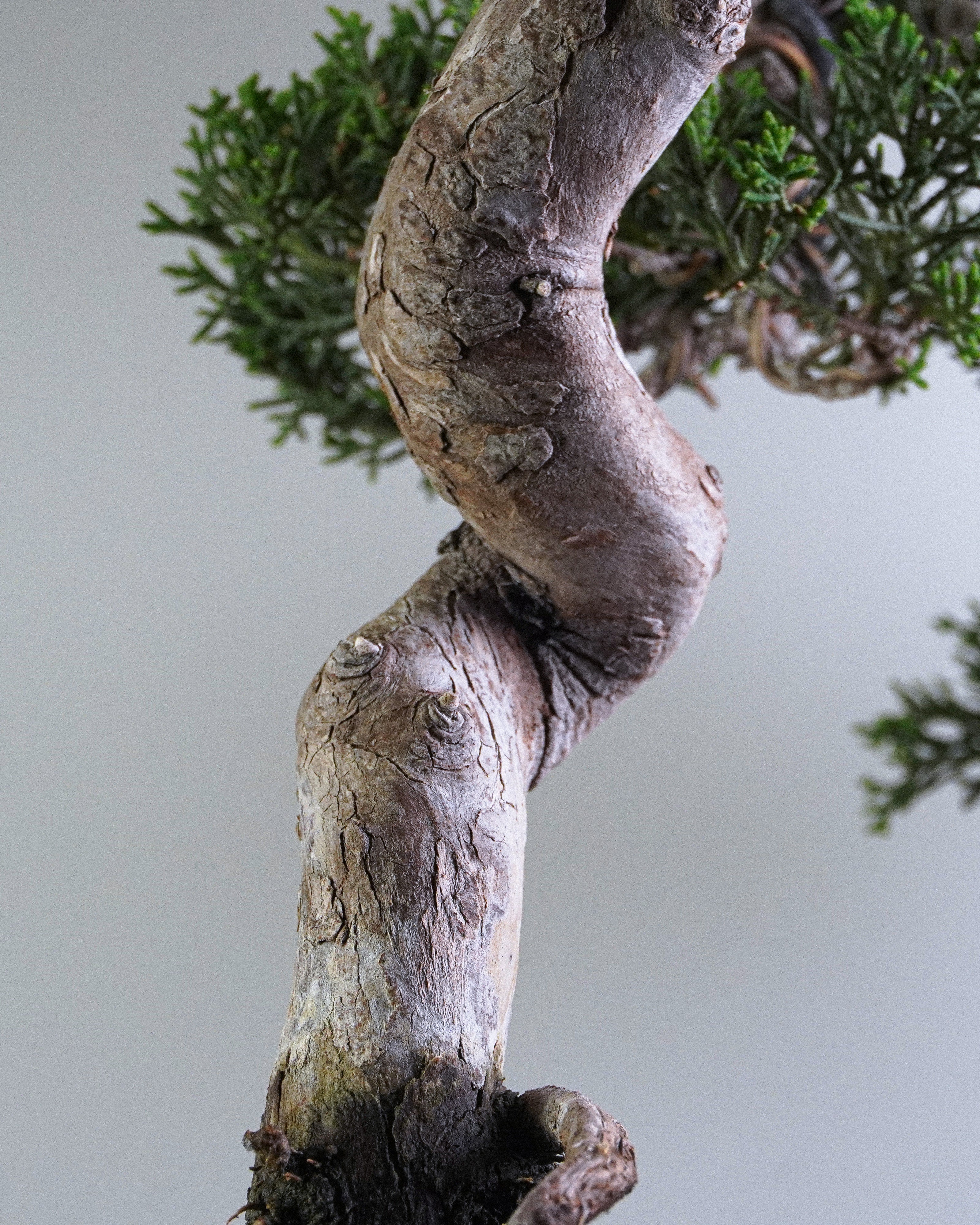 系魚川真柏 Itoigawa Shimpaku Juniper Bonsai 樹幹S型扭曲紋理與皮殼質感展示 盆景香港室內植物