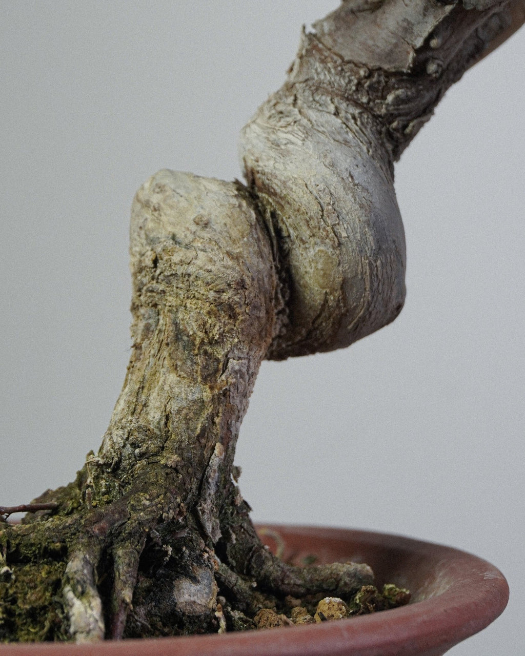 Itoigawa Juniper - Bonso