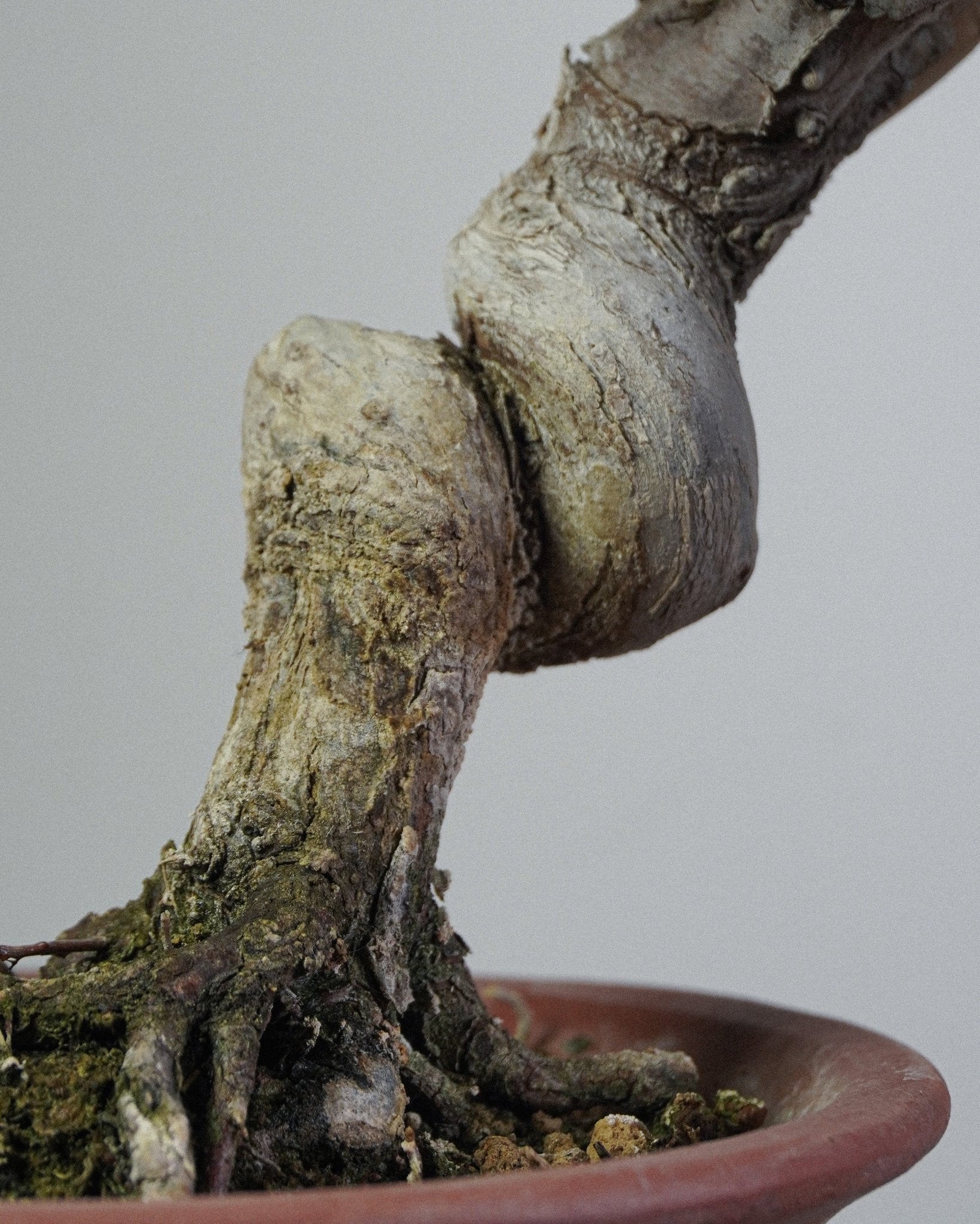 Itoigawa Juniper - Bonso
