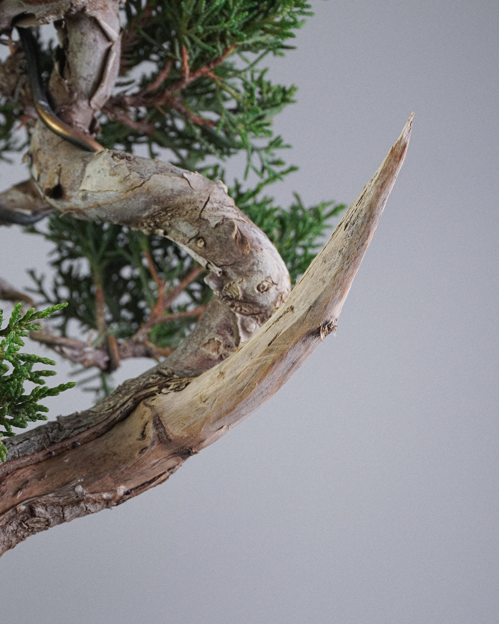 Itoigawa Juniper