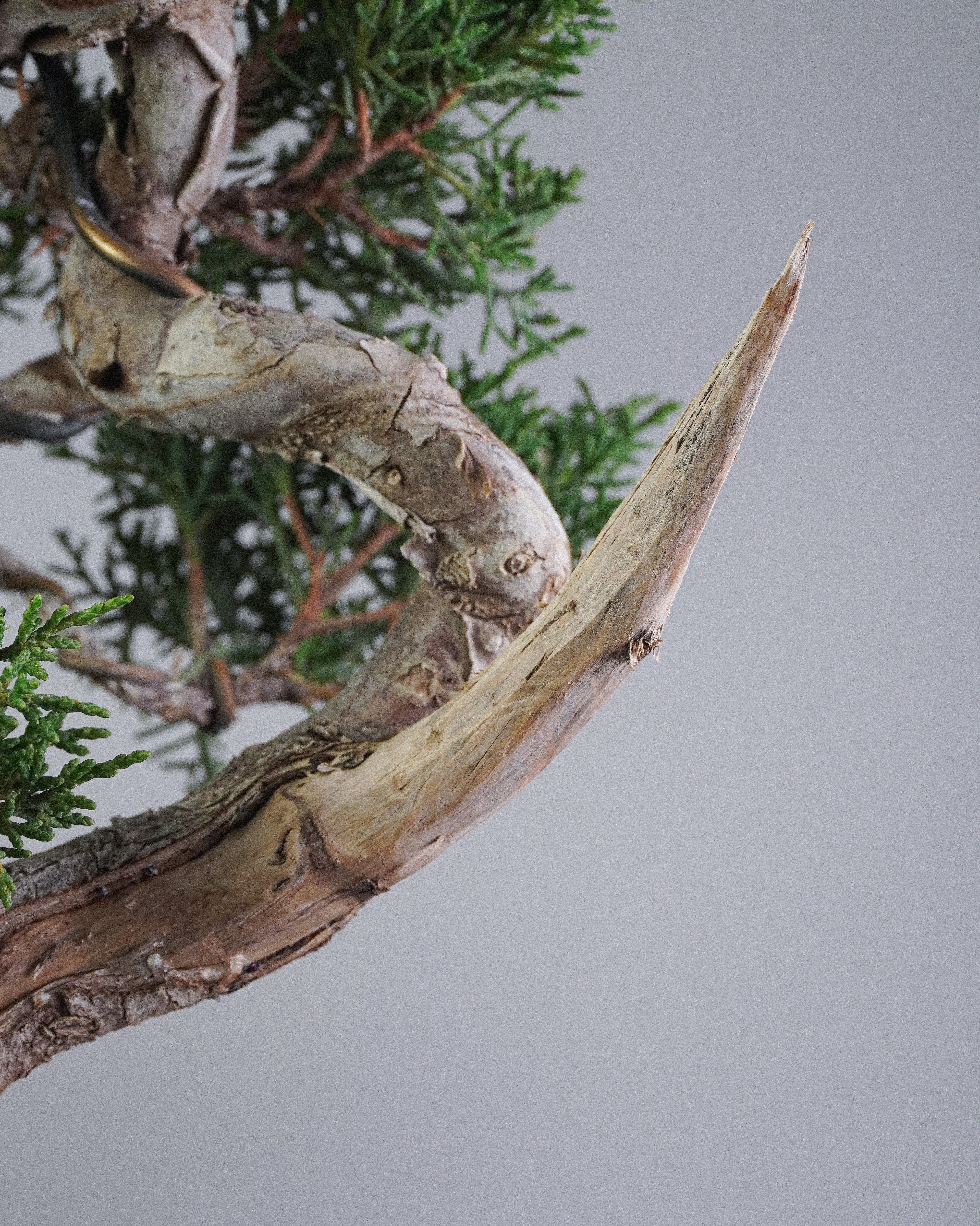 Itoigawa Juniper