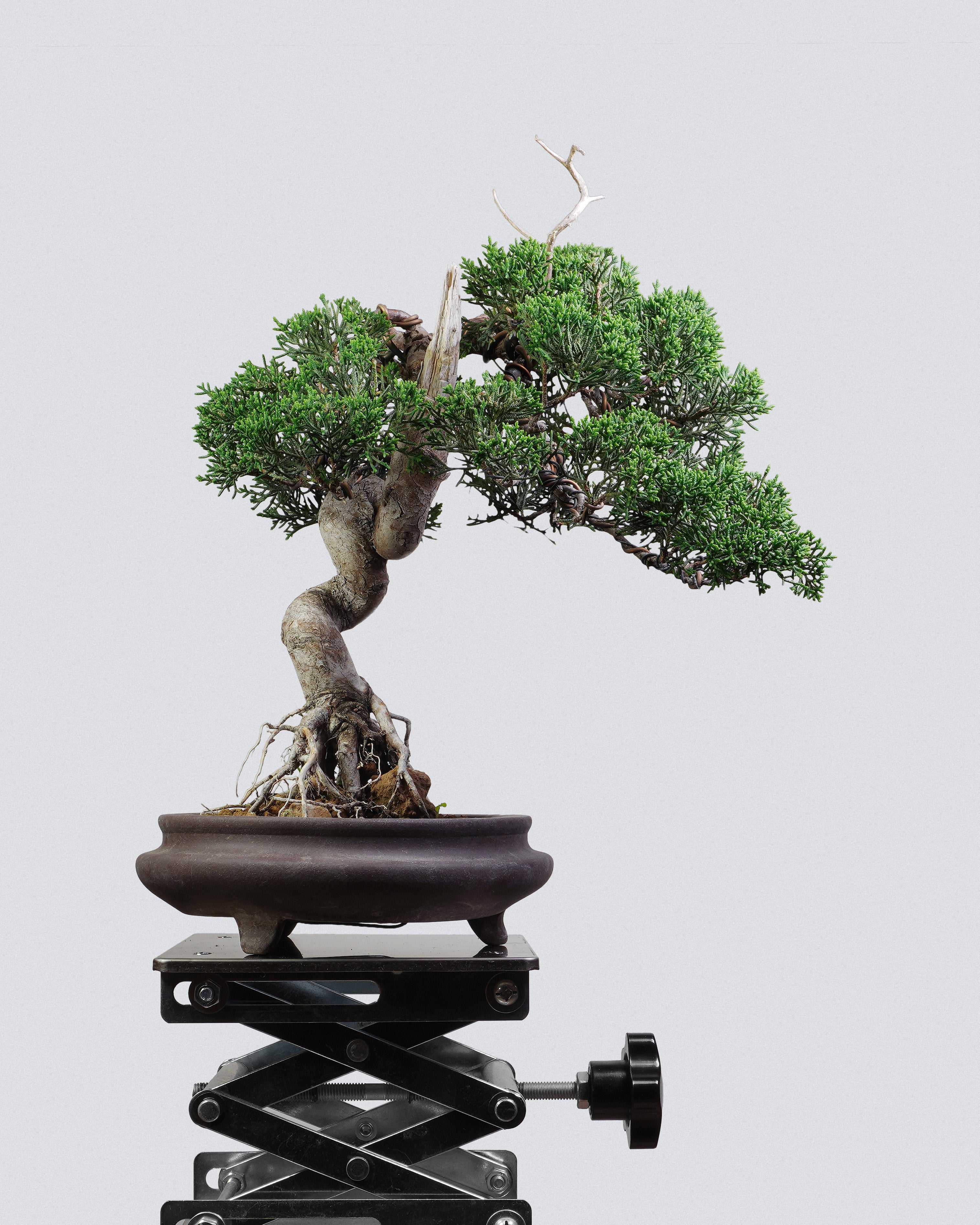系魚川真柏 Itoigawa Shimpaku Juniper Bonsai 提根與S型扭幹造型配深啡圓盆 盆景香港辦公室植物