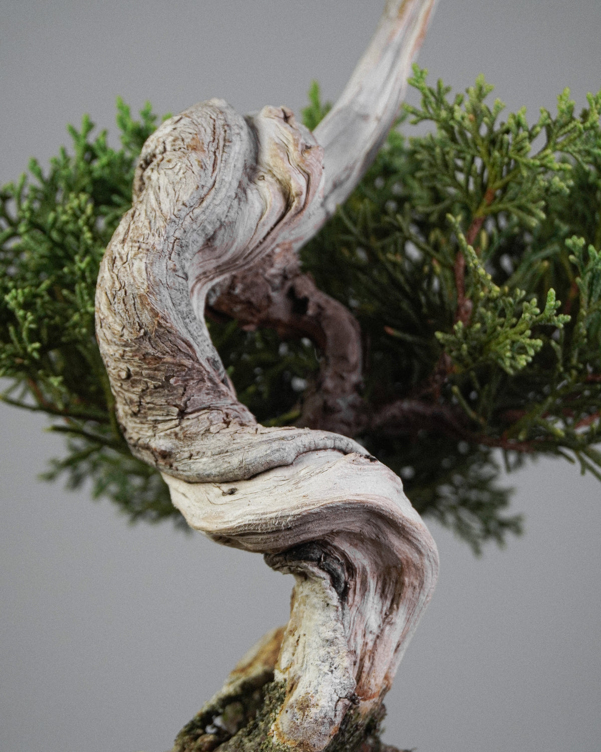 Itoigawa Juniper 142