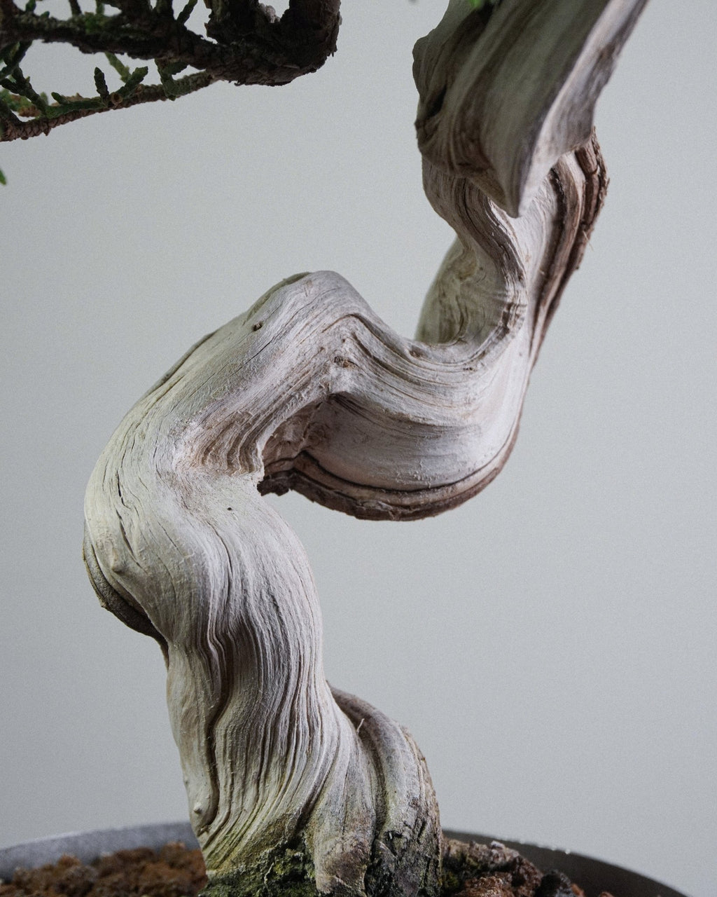 Itoigawa Juniper - Bonso