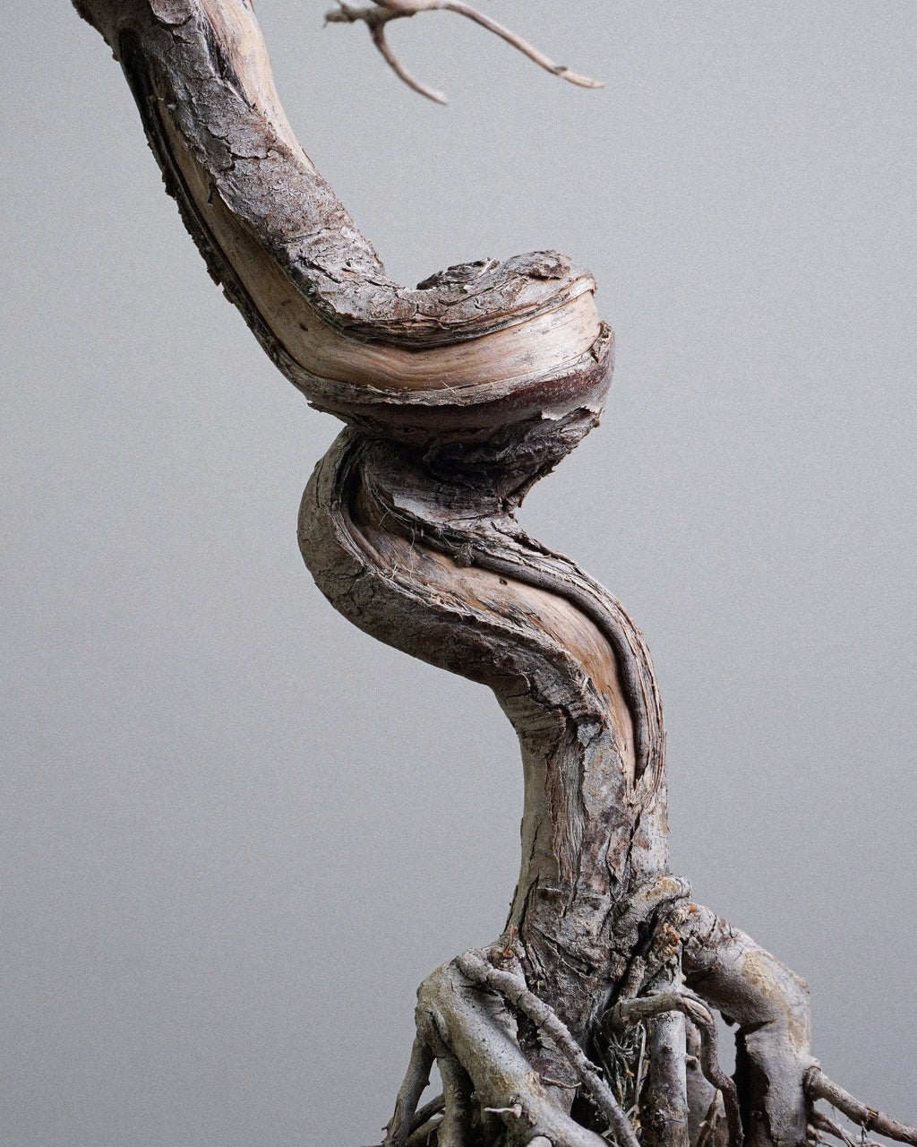 系魚川真柏 Itoigawa Shimpaku Juniper 樹幹扭曲紋理與懸空提根細節 盆景香港室內植物