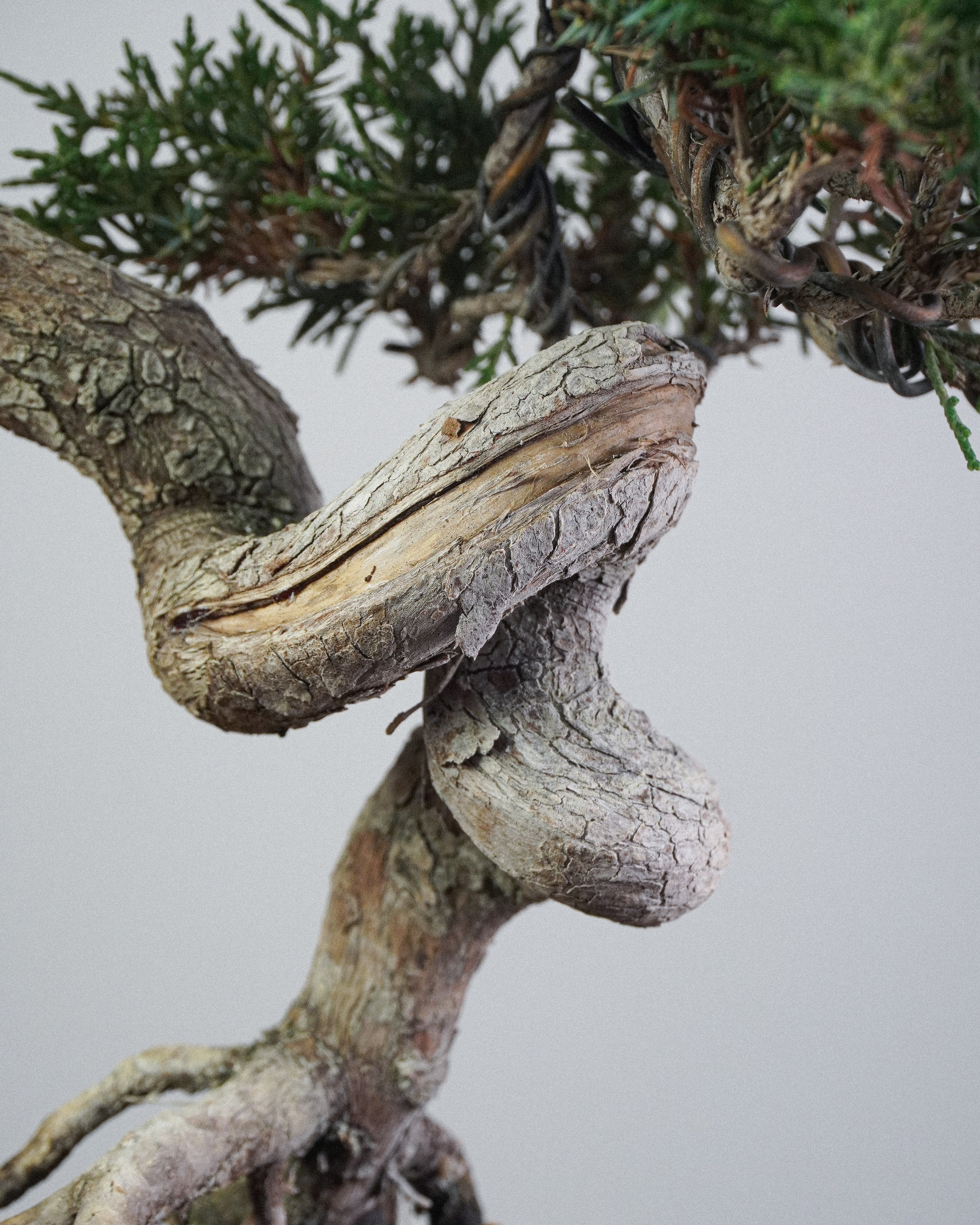 Itoigawa Juniper