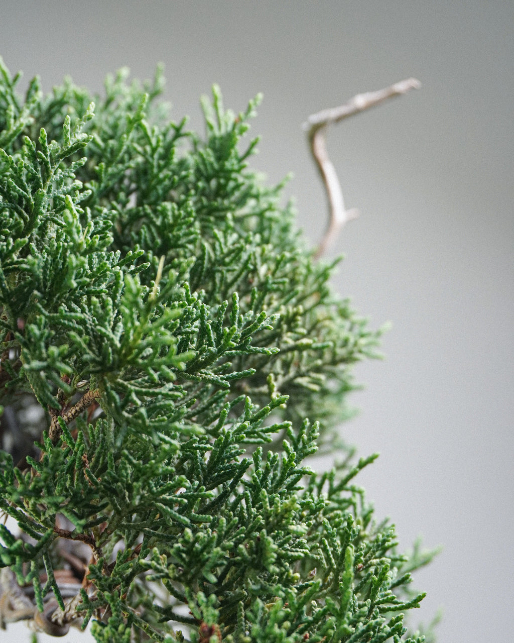 Itoigawa Juniper