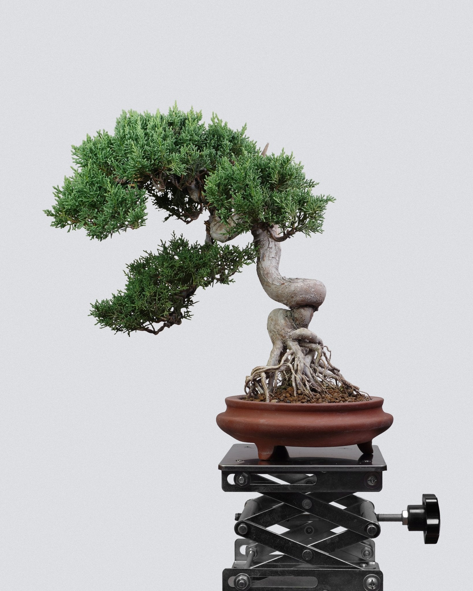 Itoigawa Juniper - Bonso
