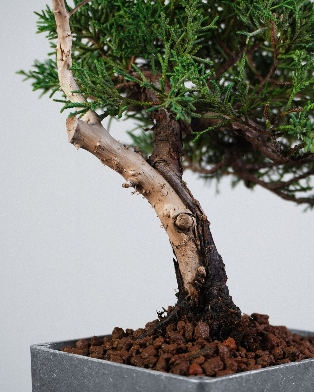 系魚川真柏 Itoigawa Shimpaku Juniper 樹幹皮殼質感與底部結構特寫 盆景造型藝術