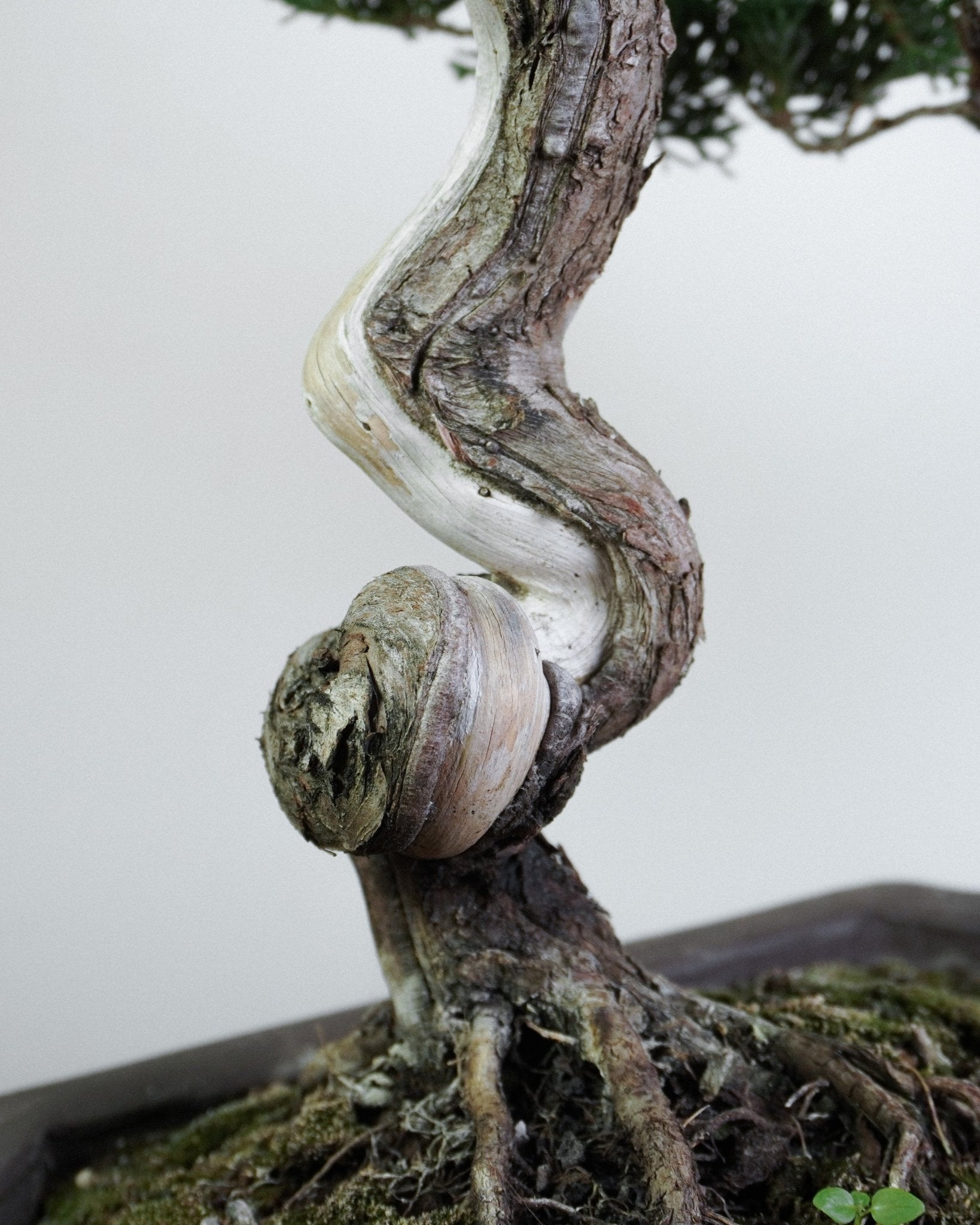 系魚川真柏 Itoigawa Juniper Bonsai 舍利干與扭曲樹幹細節 日本盆景