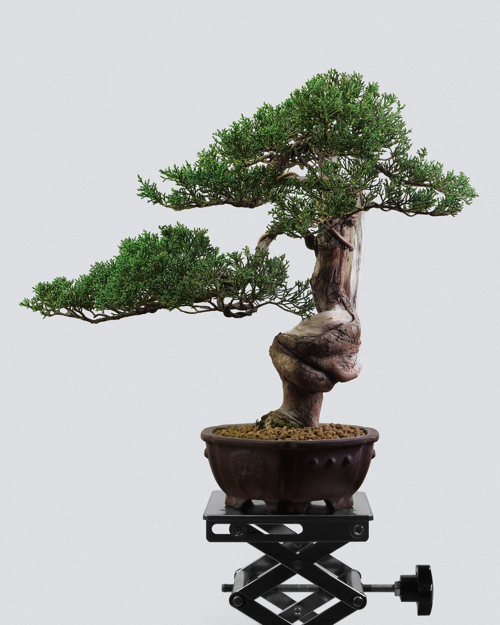 系魚川真柏 Itoigawa Shimpaku Juniper 粗壯扭幹造型配圓形紫泥盆 盆景香港辦公室植物