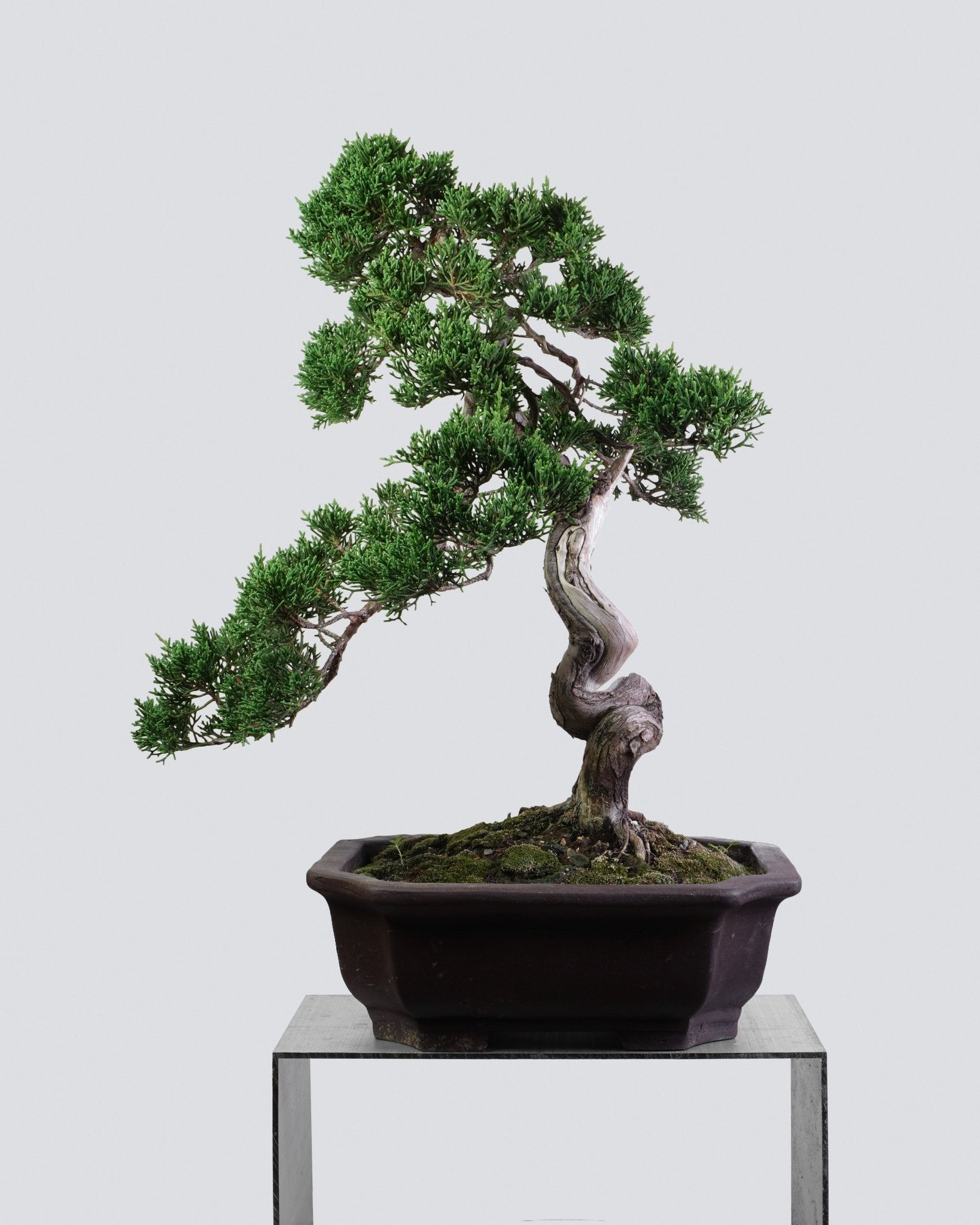 系魚川真柏 Itoigawa Juniper Bonsai 蒼勁扭幹造型全貌 盆景 香港