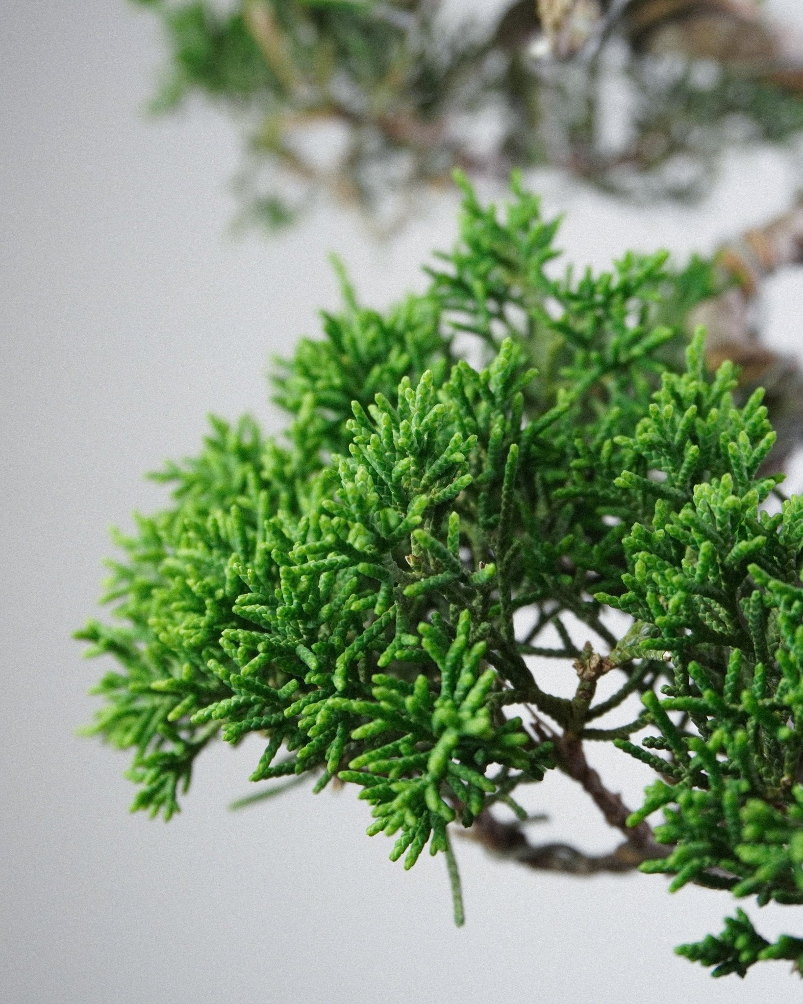 系魚川真柏 Itoigawa Juniper Bonsai 枯榮對比舍利干與螺旋木質質感特寫 盆栽香港辦公室植物