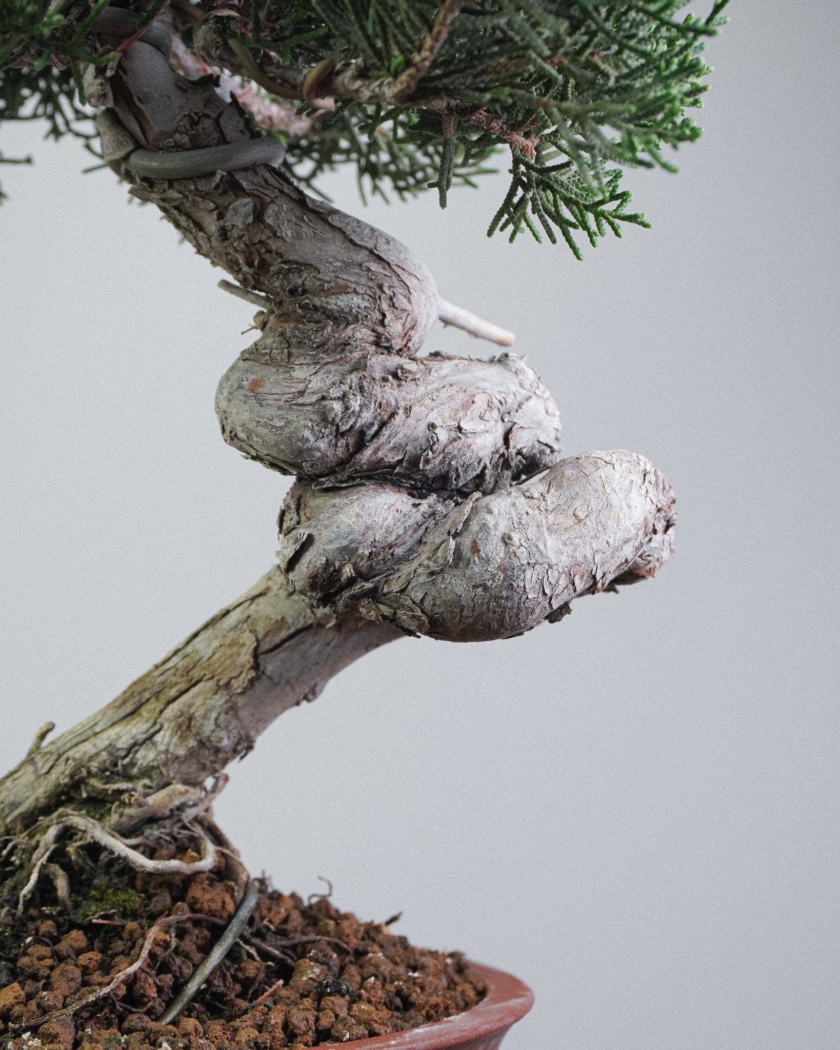 Itoigawa Juniper - Bonso