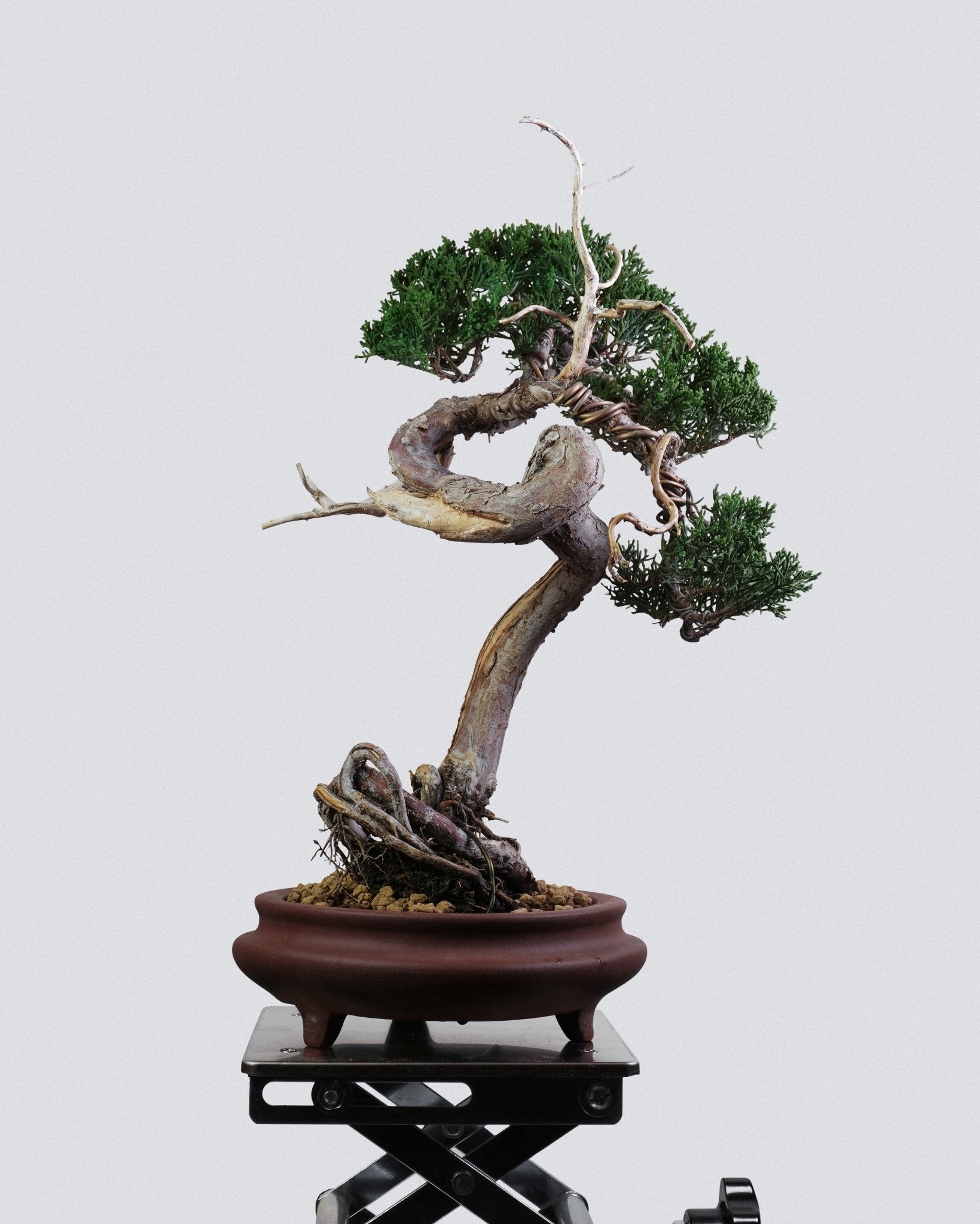 系魚川真柏 Itoigawa Shimpaku Juniper 蒼勁樹勢與頂部枝葉分佈 盆景香港