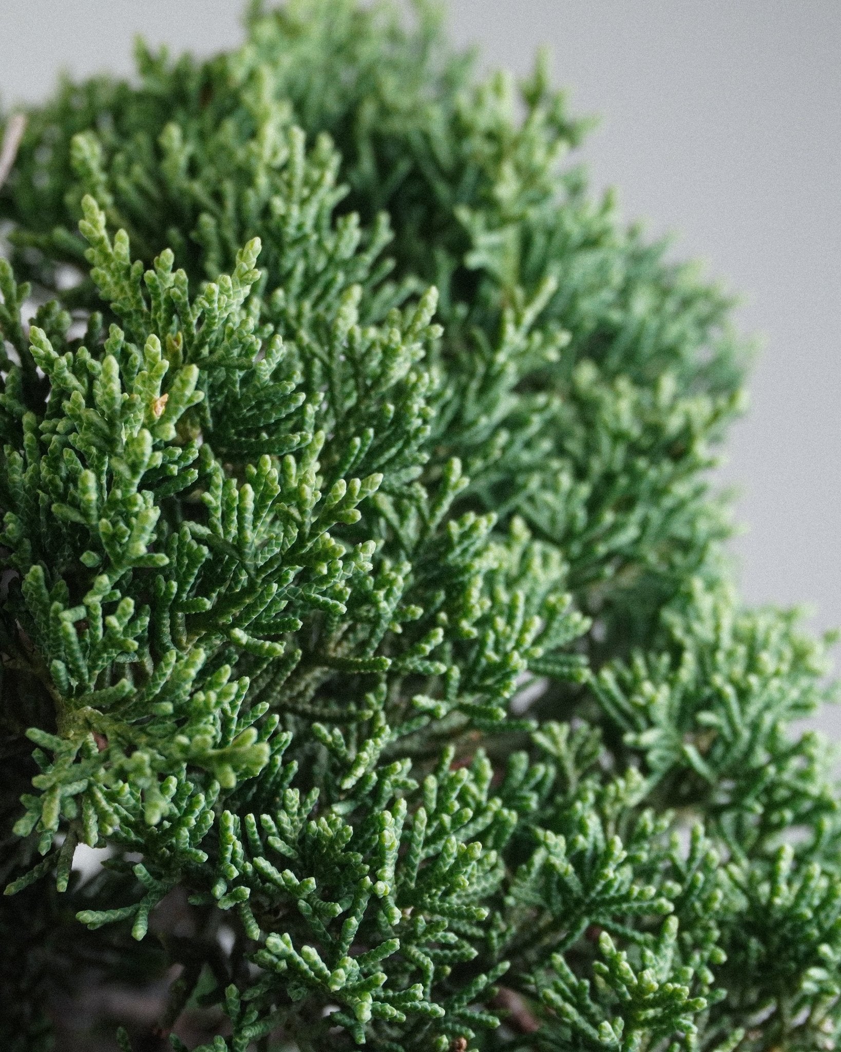 Itoigawa Juniper - Bonso