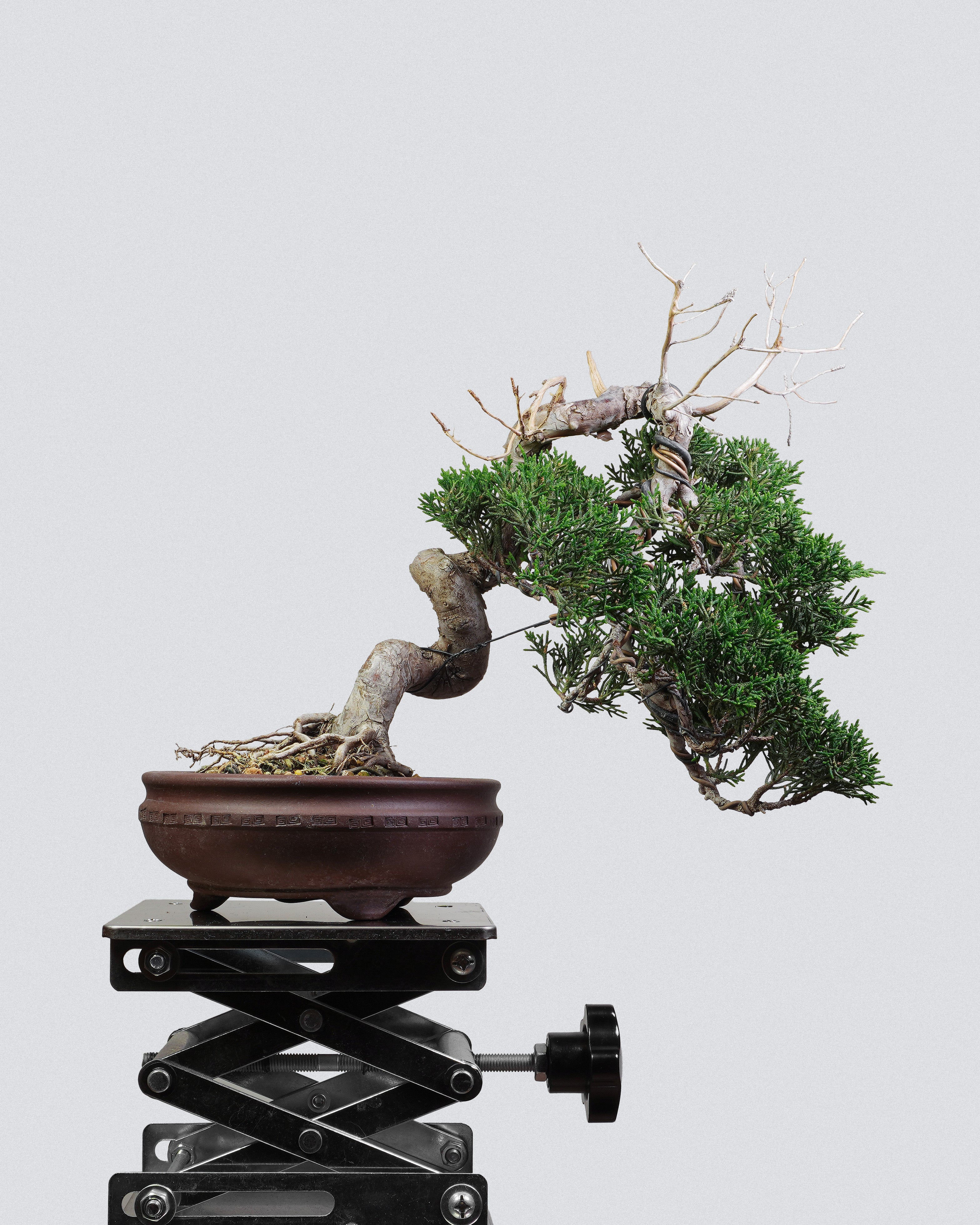 系魚川真柏 Itoigawa Shimpaku Juniper Bonsai 飄勢樹冠與舍利干層次展示 盆景香港室內植物