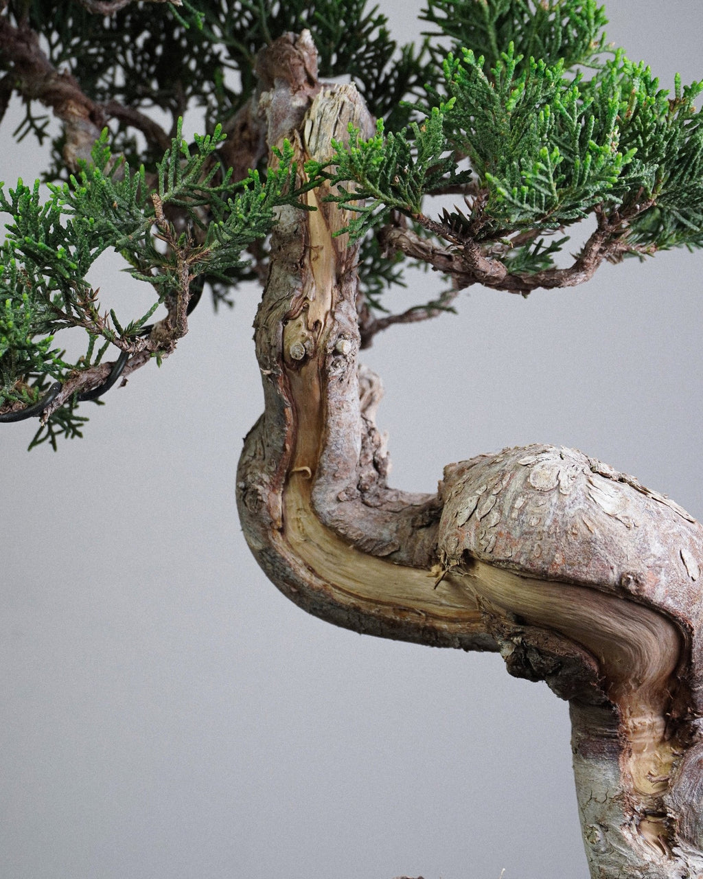系魚川真柏 Itoigawa Juniper Bonsai 舍利干與天然白化神枝細節 專業盆景藝術