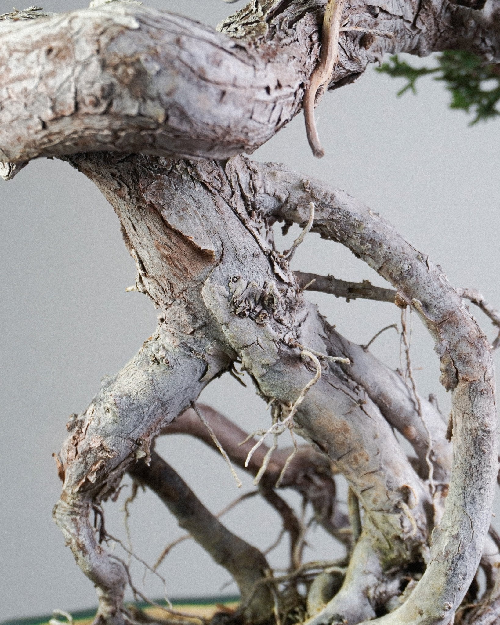 系魚川真柏 Itoigawa Shimpaku Juniper 底部提根結構與荒皮質感 室内盆景