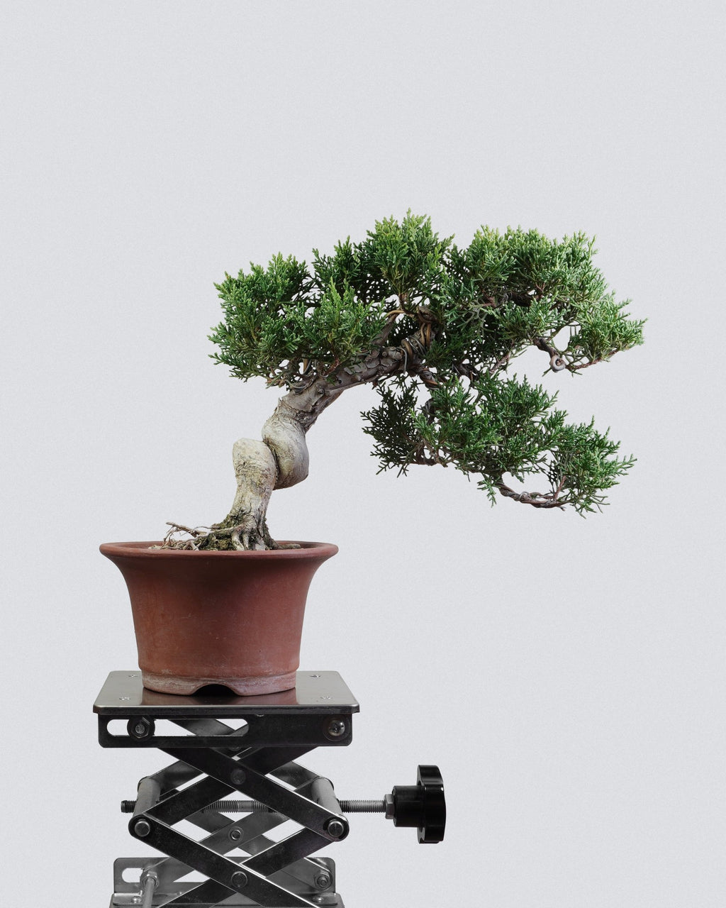 Itoigawa Juniper - Bonso