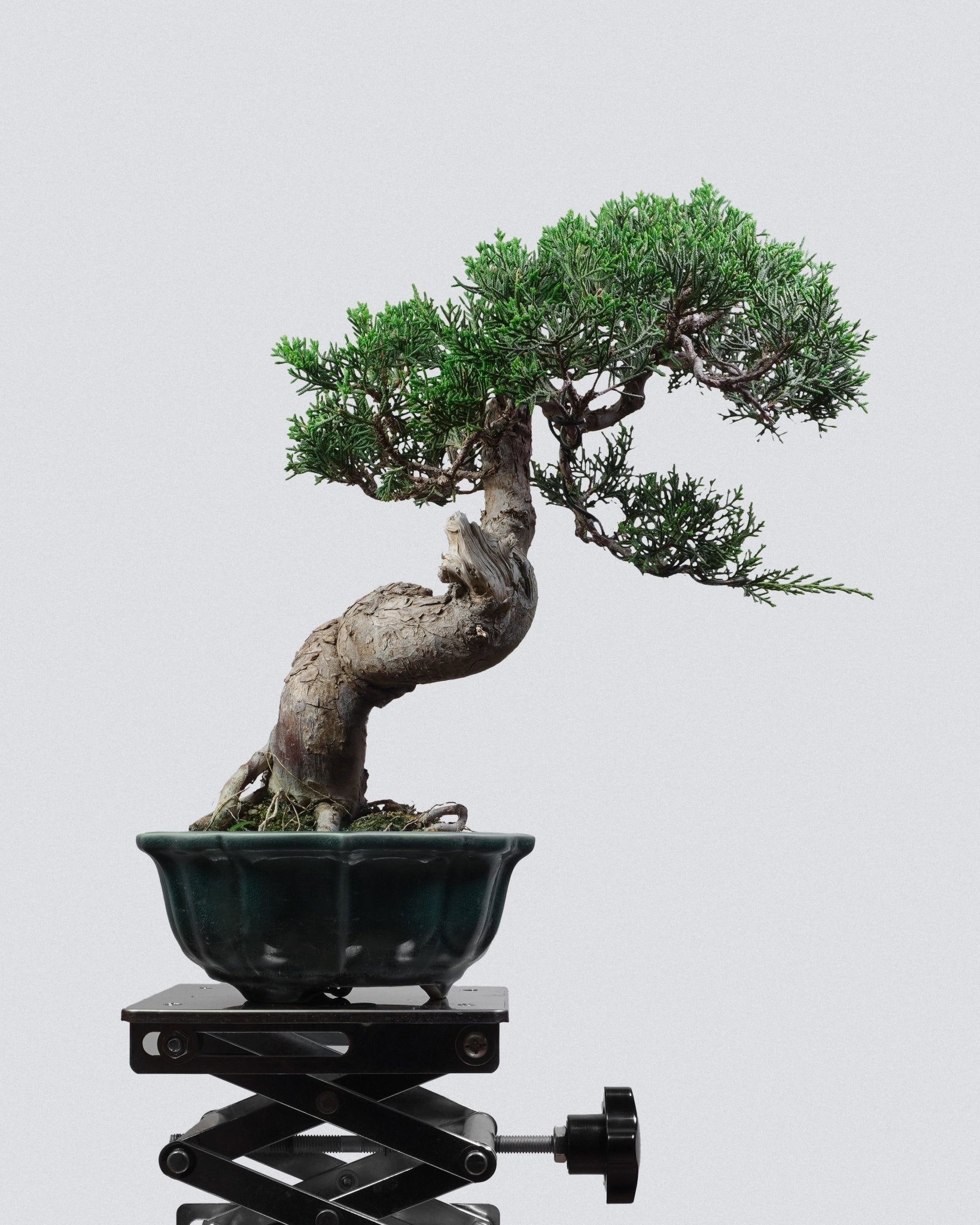系魚川真柏 Itoigawa Juniper Bonsai 舍利干與神枝枯榮細節 盆景藝術