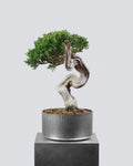 Itoigawa Juniper - Bonso