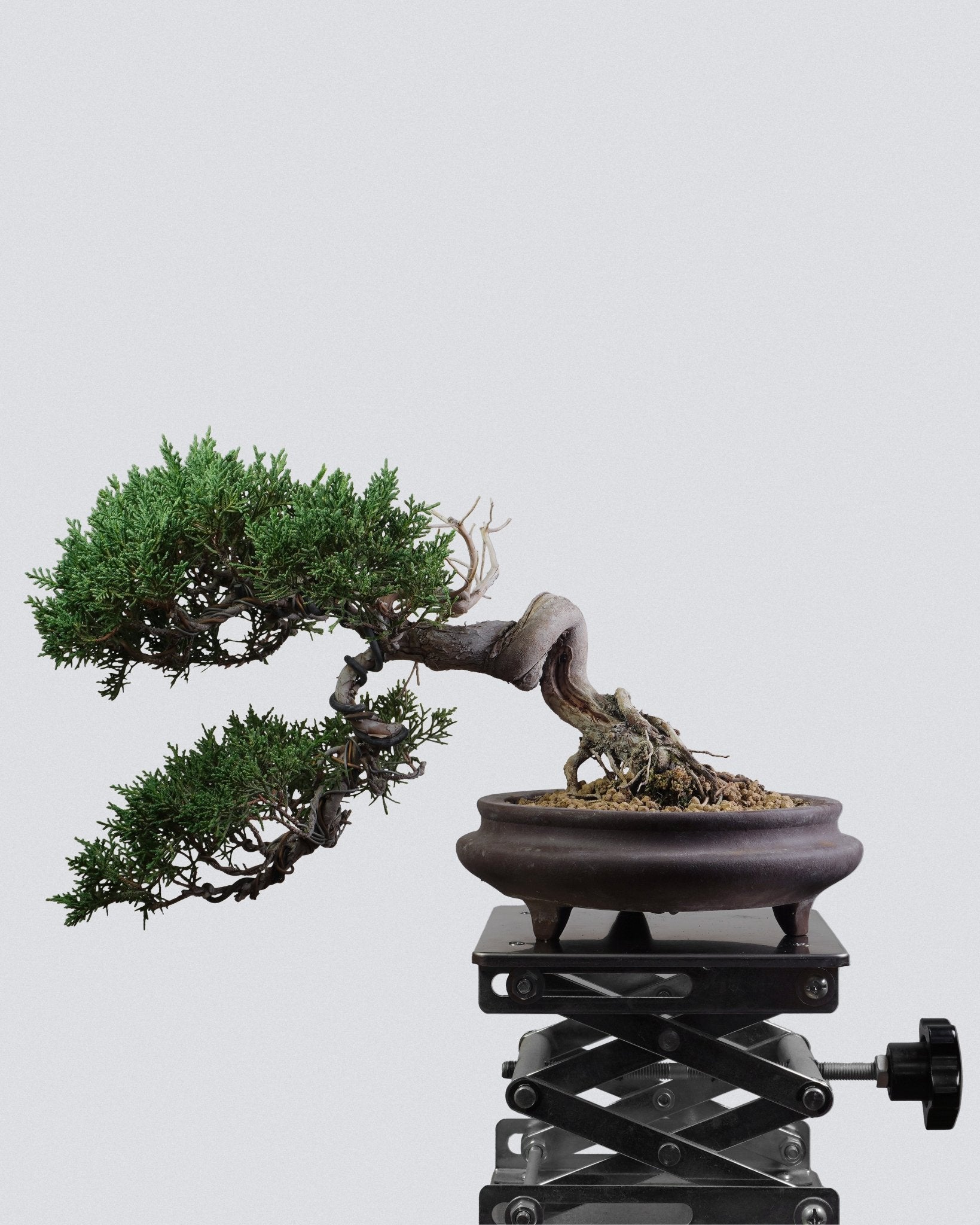Itoigawa Juniper - Bonso