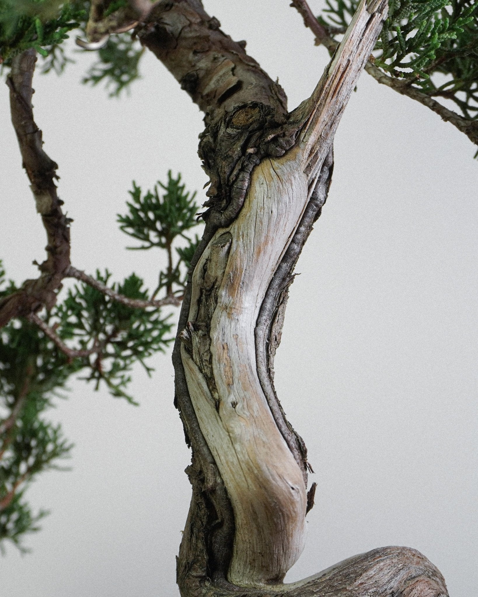 系魚川真柏 Itoigawa Juniper Bonsai 樹幹木質部紋理與神枝特寫 日本盆景藝術