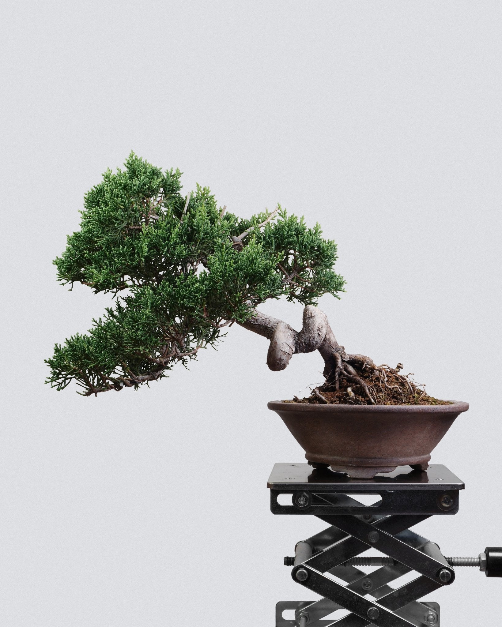 Itoigawa Juniper - Bonso