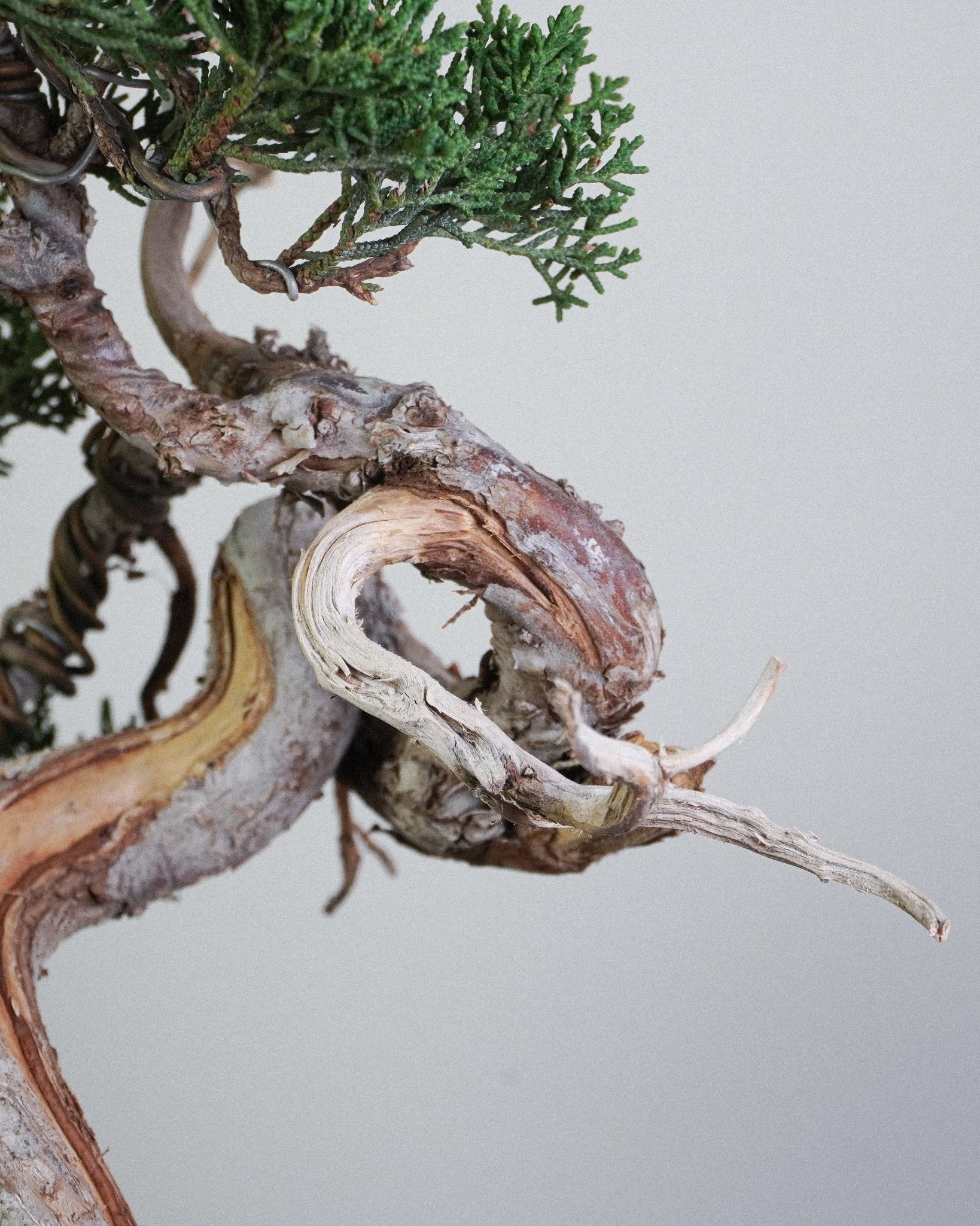 系魚川真柏 Itoigawa Shimpaku Juniper 枝幹強烈扭曲與木質紋理展示 盆景造型藝術